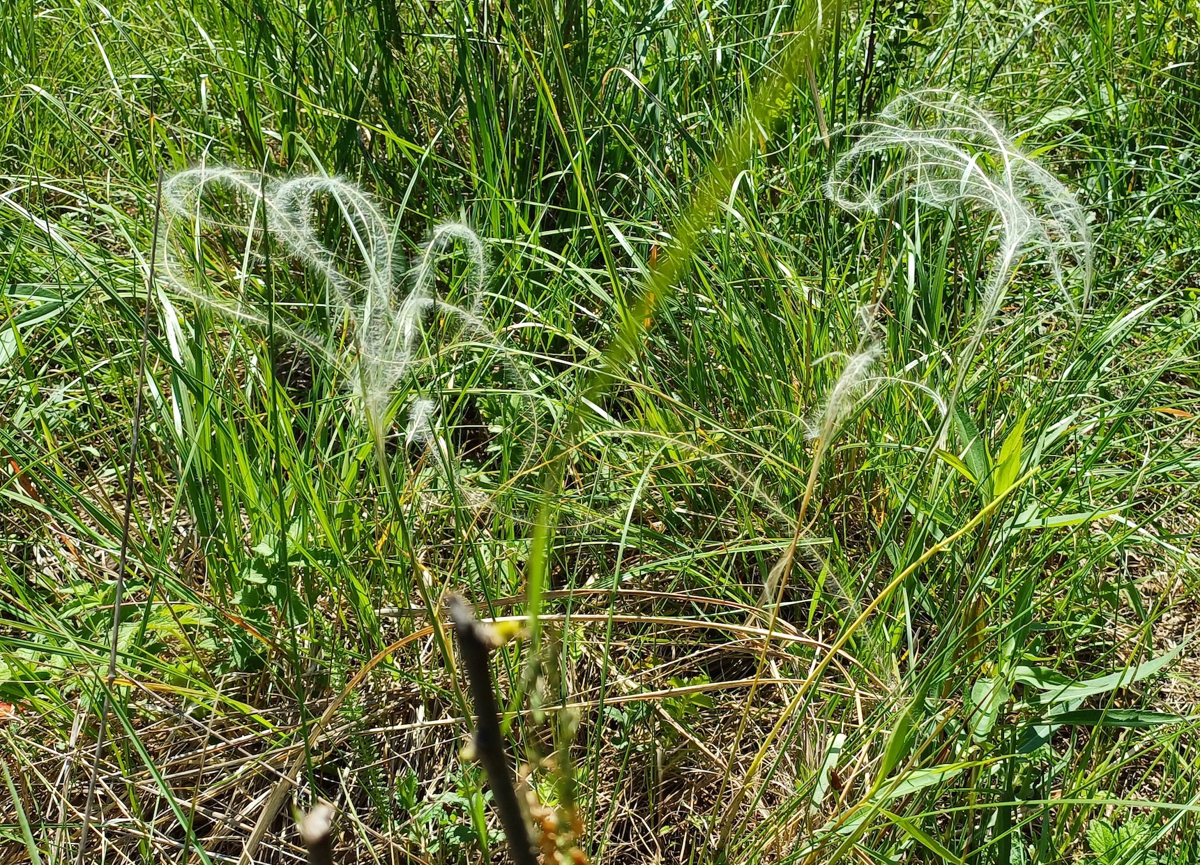 stipa pennata ss orig 20240509_111303.jpg