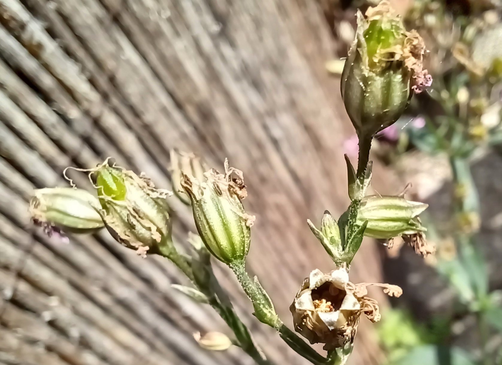 lychnis flos-cuculi kult. 20240510_134112.jpg