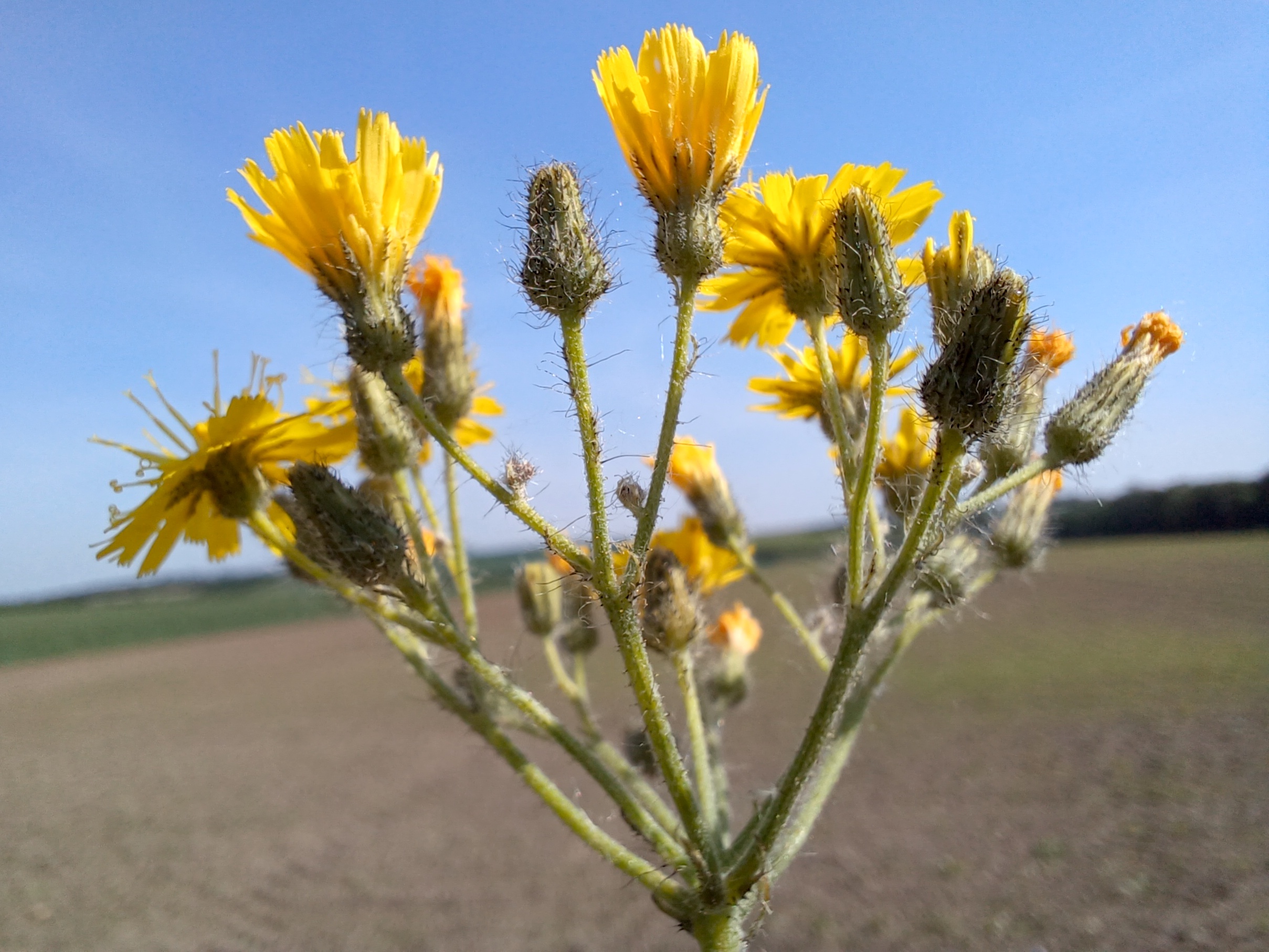 hieracium cf. praealtum E rainberg gallbrunn 20240511_100100.jpg
