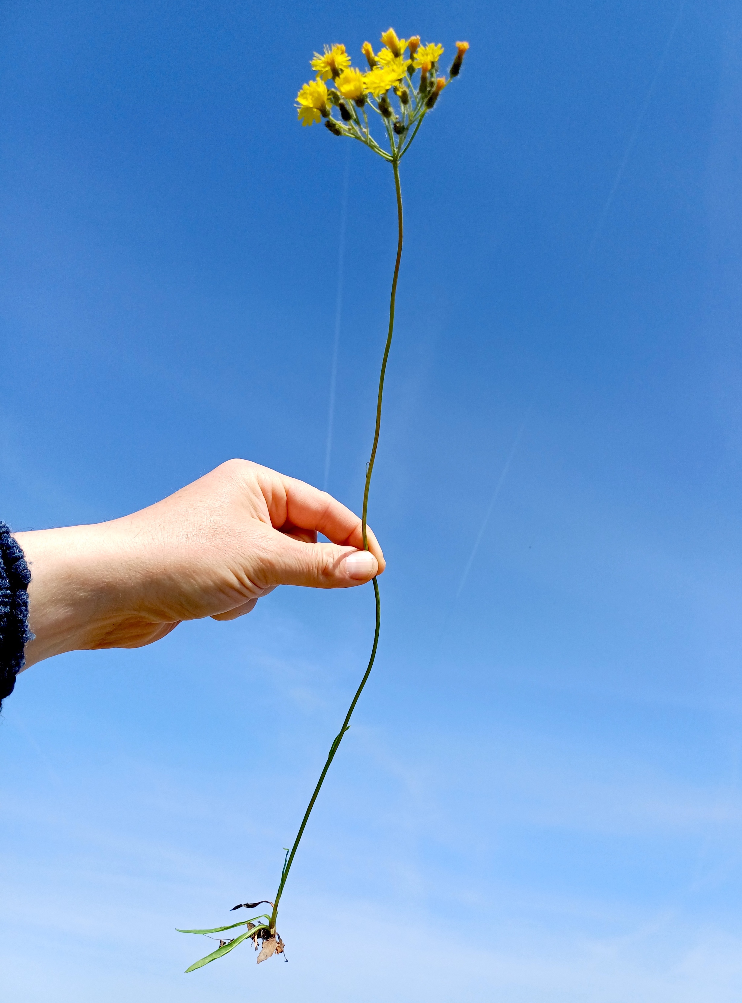 hieracium cf. praealtum E rainberg gallbrunn 20240511_100006.jpg