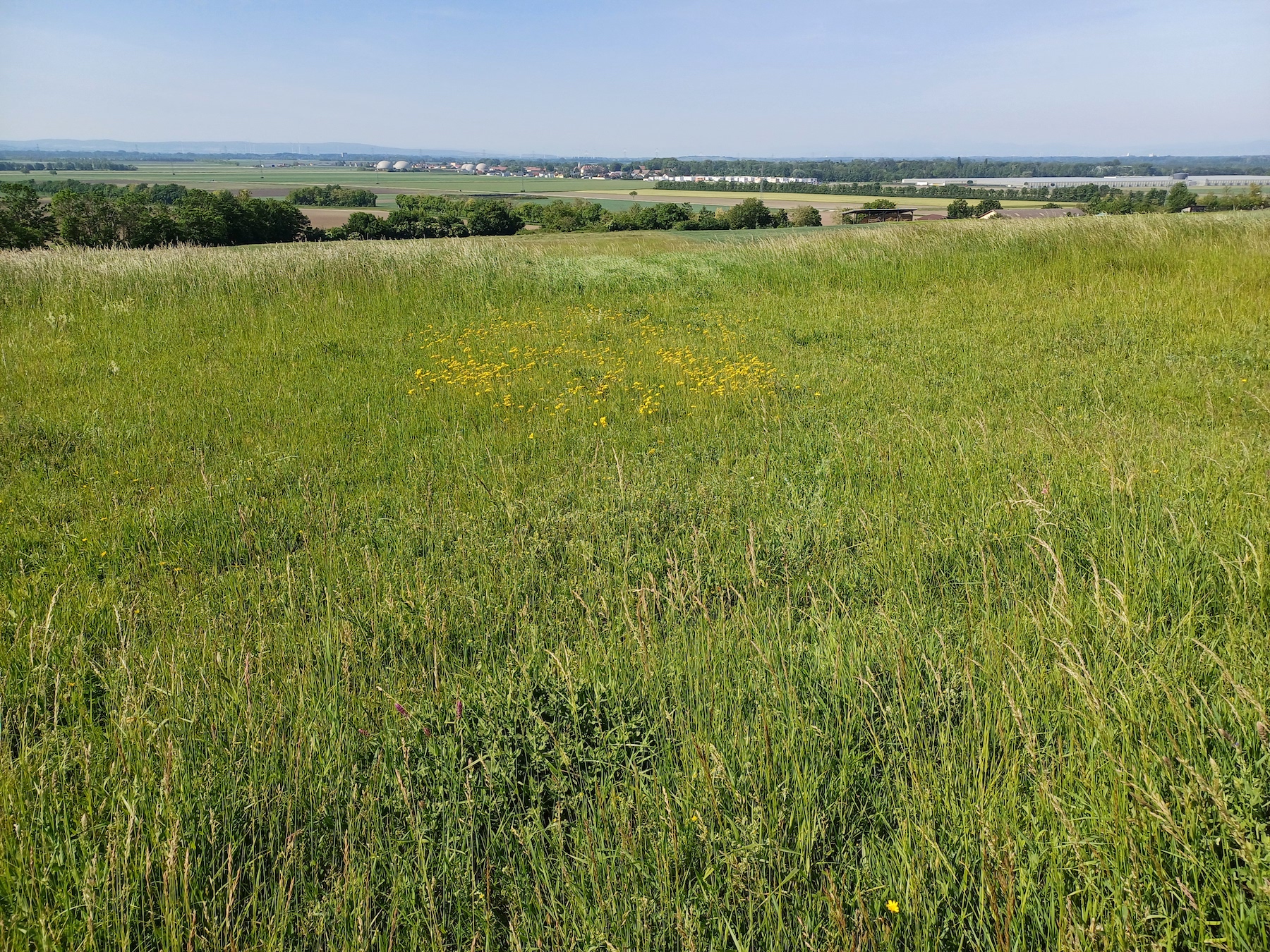 hieracium cf. praealtum E rainberg gallbrunn 20240511_100241.jpg