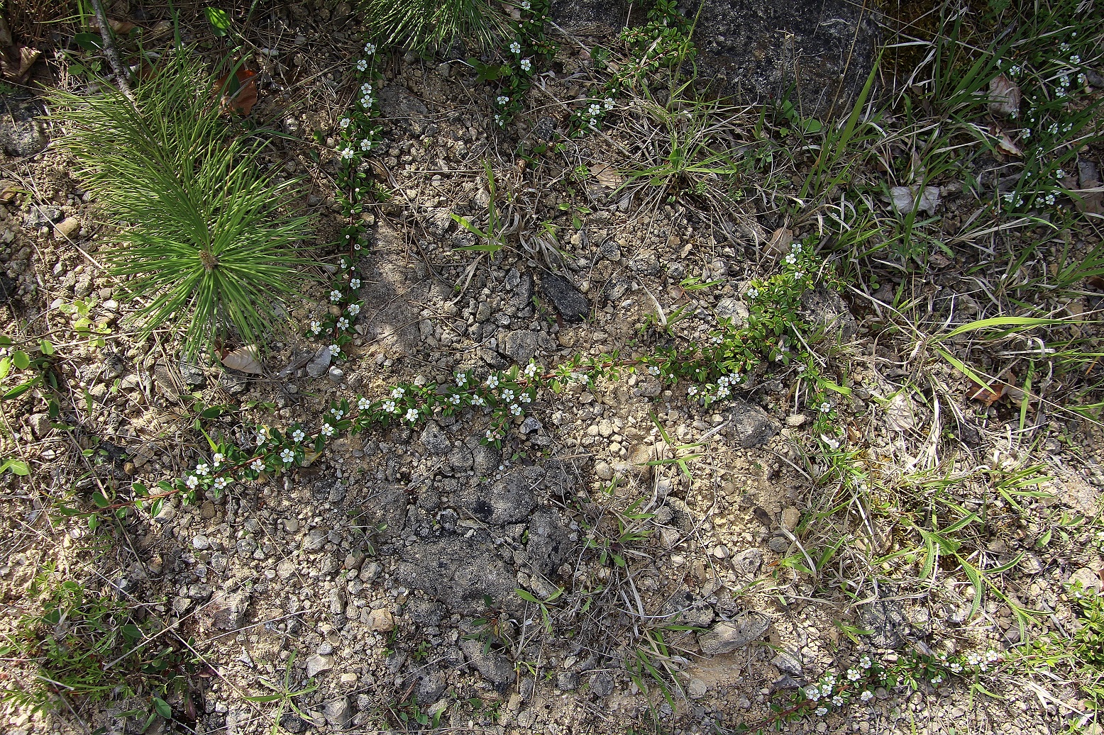 Lindabrunn - 11052024 - (184) - Symbosium - Cotoneaster dammeri.JPG