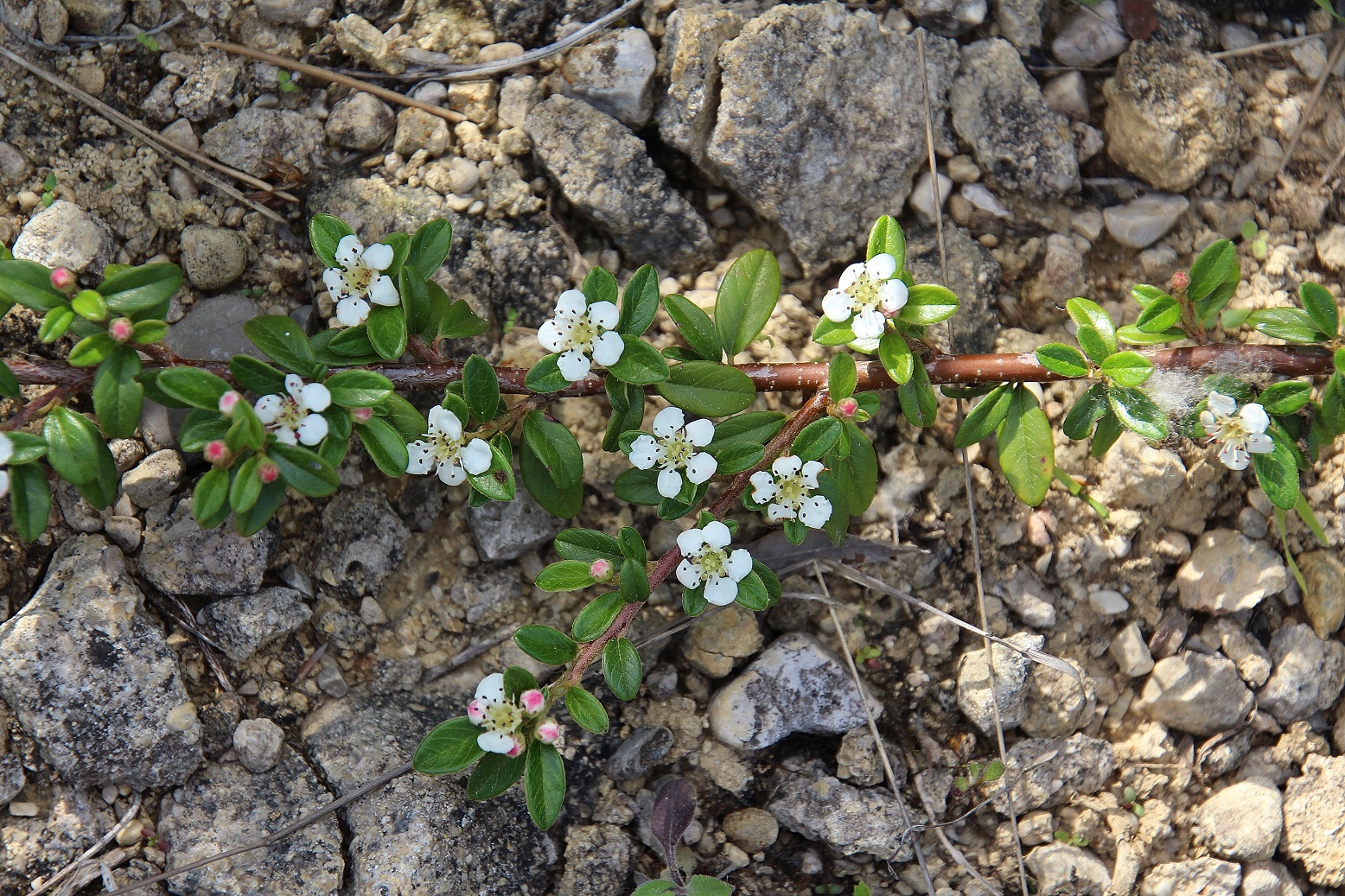 Lindabrunn - 11052024 - (185) - Symbosium - Cotoneaster dammeri.JPG