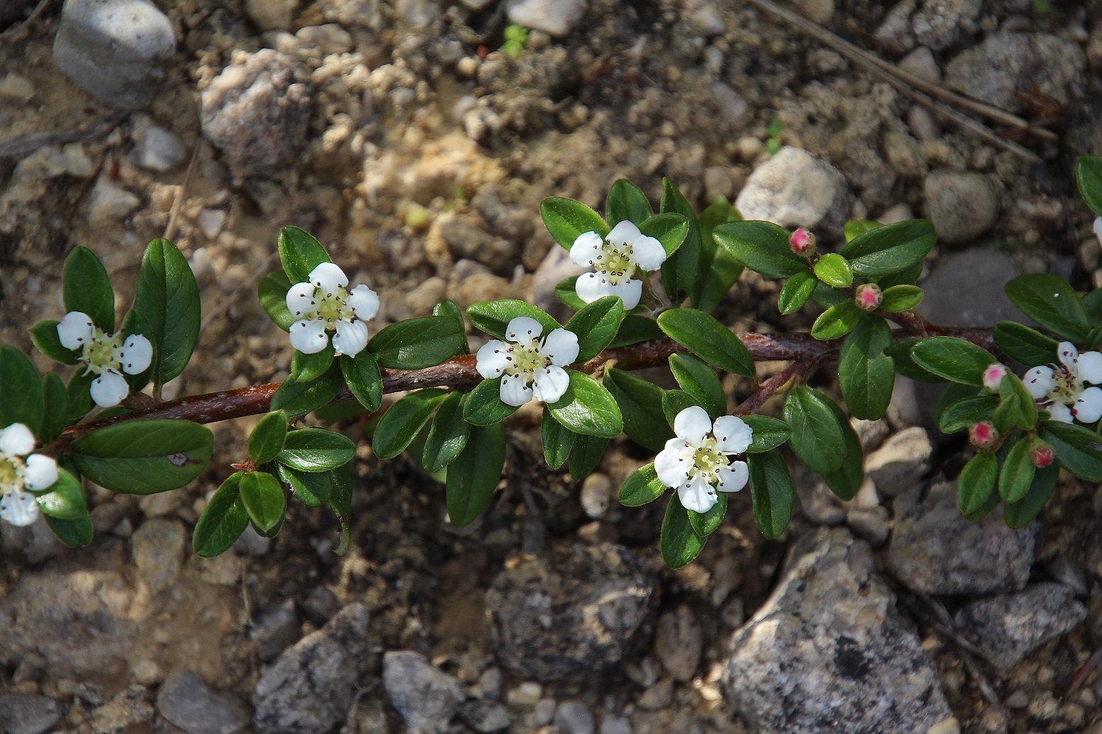 Lindabrunn - 11052024 - (186) - Symbosium - Cotoneaster dammeri.JPG