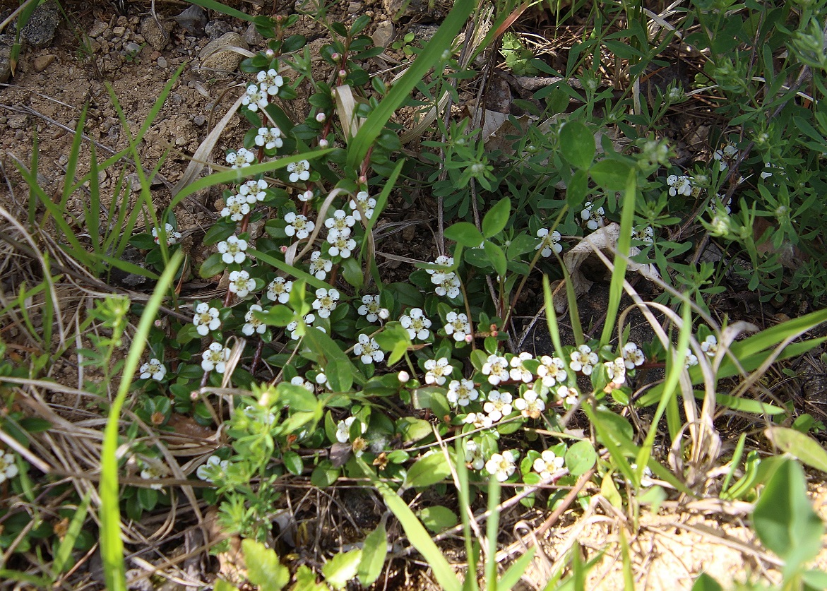 Lindabrunn - 11052024 - (187) - Symbosium - Cotoneaster dammeri.JPG