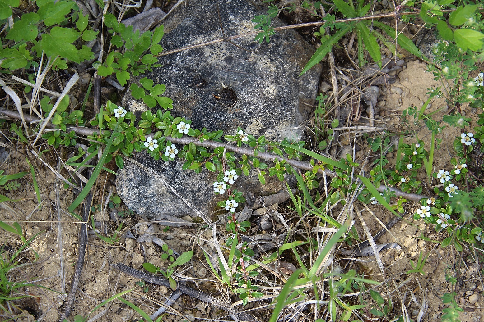 Lindabrunn - 11052024 - (188) - Symbosium - Cotoneaster dammeri.JPG