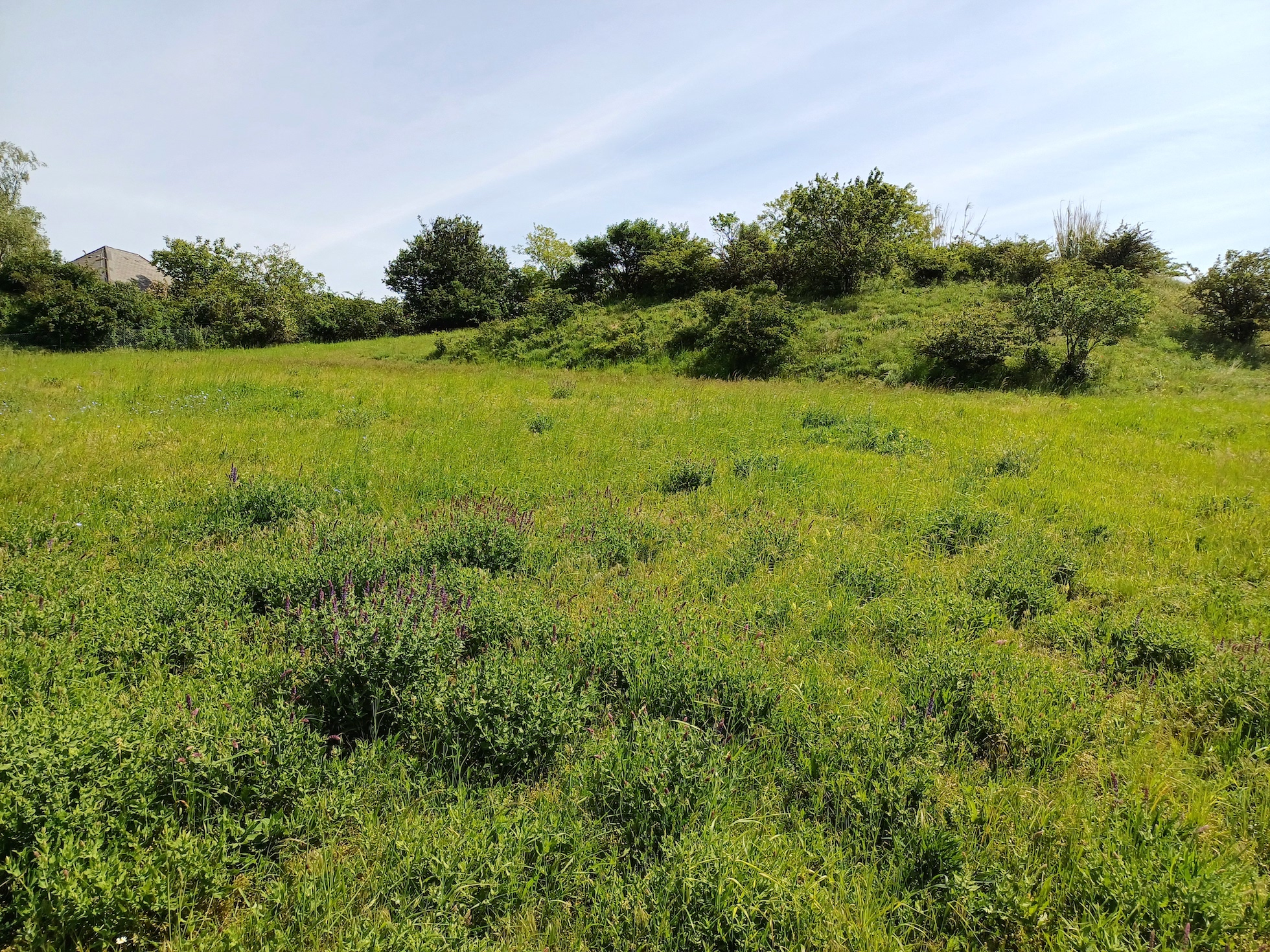 rainberg gallbrunn 20240511_111027.jpg