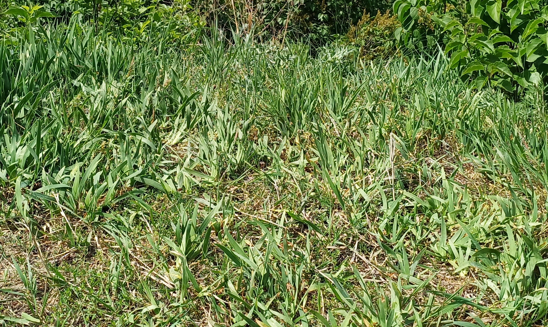 cf. iris pumila rainberg gallbrunn 20240511_112949.jpg