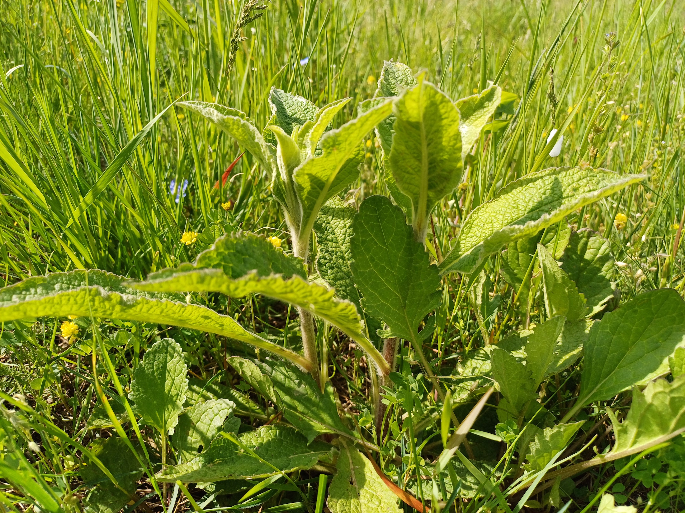 sp. ignota rainberg gallbrunn 20240511_110631.jpg