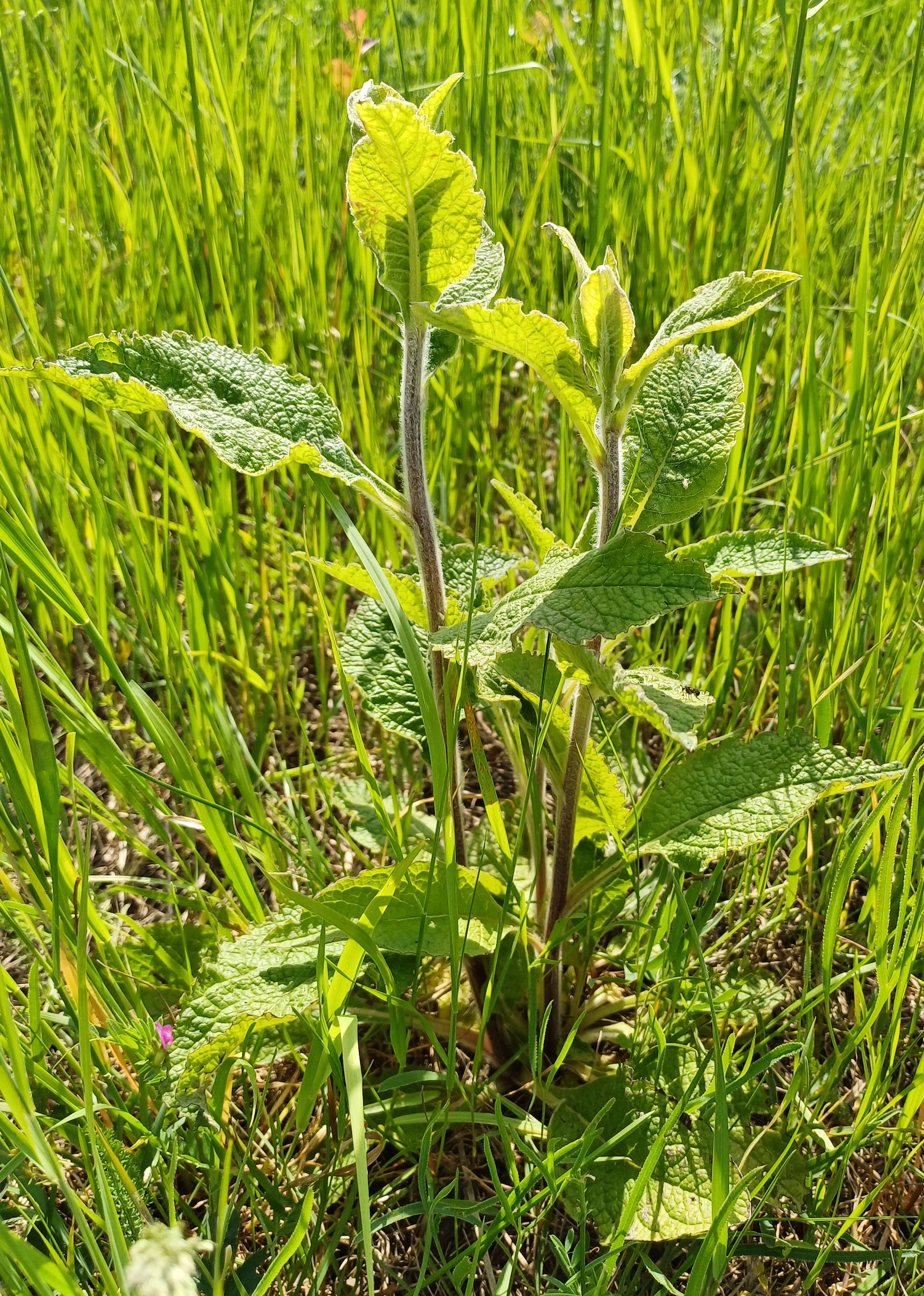 sp. ignota rainberg gallbrunn 20240511_110604.jpg