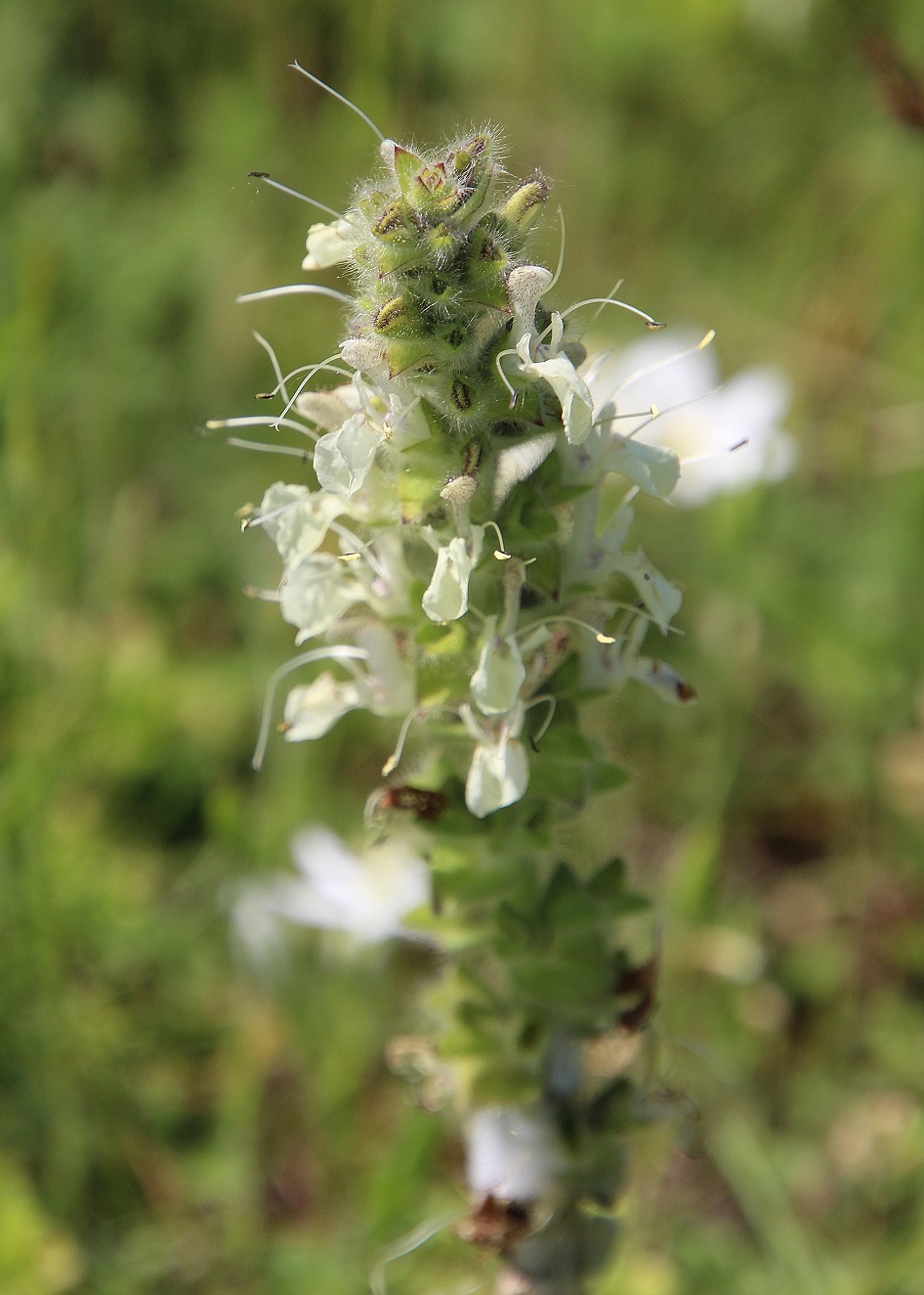 Purbach - 09052024 - (68) - Salvia austriaca - Österreichischer Salbei.JPG