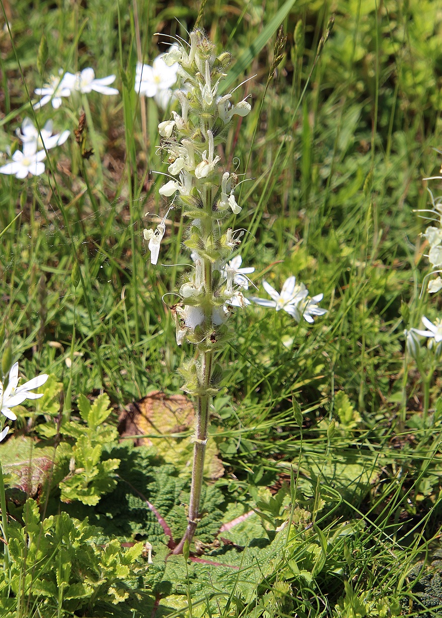 Purbach - 09052024 - (69) - Salvia austriaca - Österreichischer Salbei.JPG