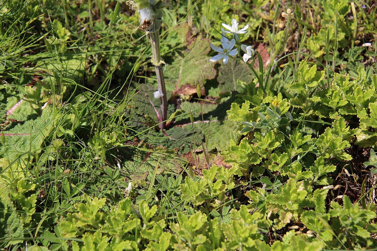 Purbach - 09052024 - (71) - Salvia austriaca - Österreichischer Salbei.JPG