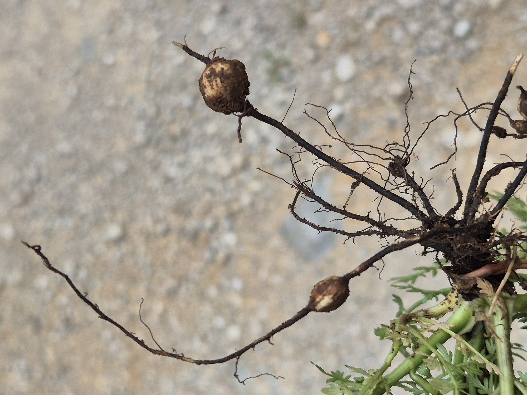 20240523_145525.jpg
