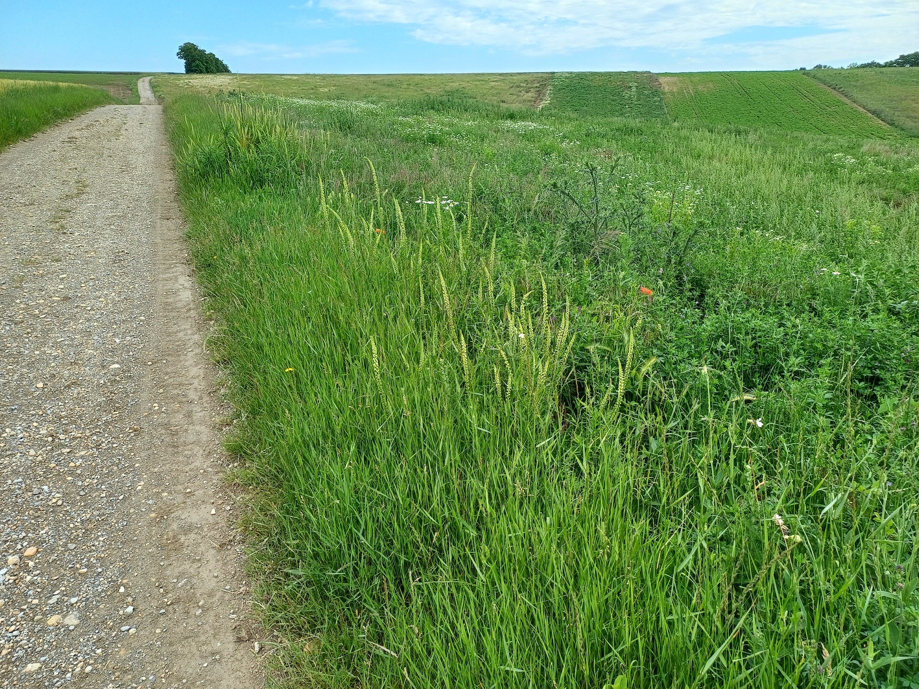reseda luteola hundsrücken gallbrunn 20240606_095757.jpg