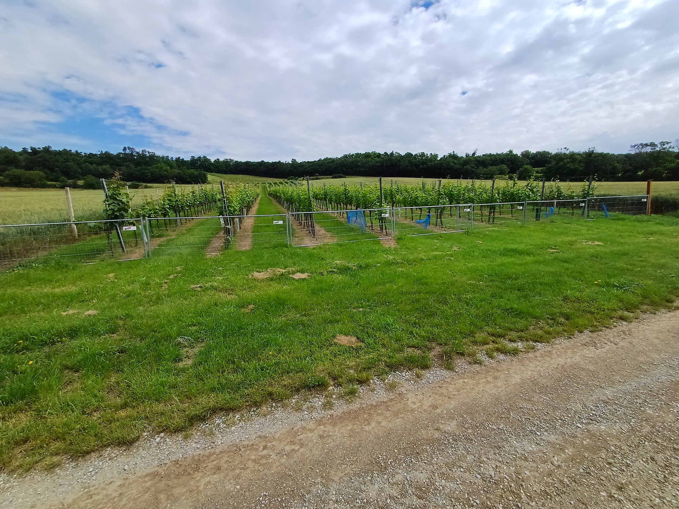 hundsrücken gallbrunn 20240606_103646.jpg