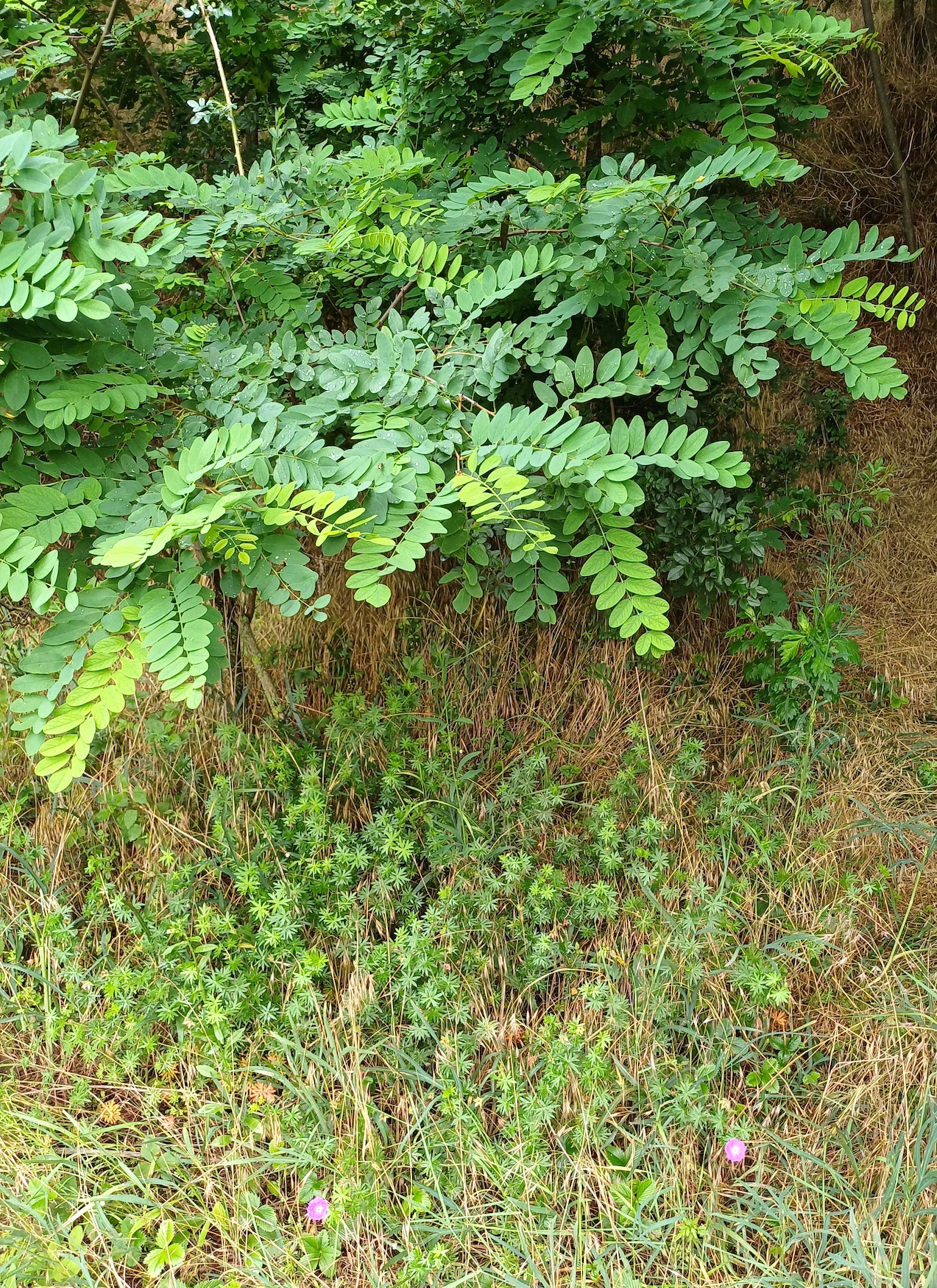 geranium sanguineum hundsrücken gallbrunn 20240606_102702.jpg