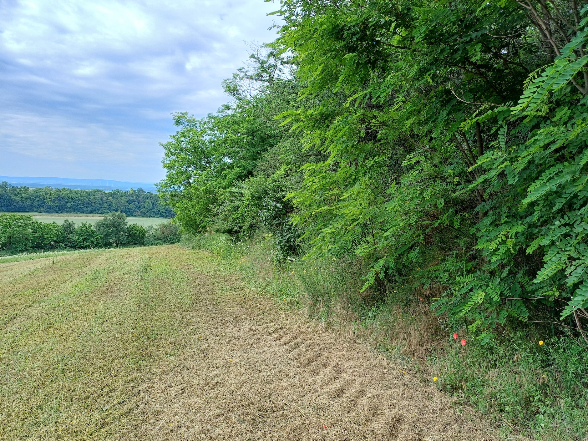 hundsrücken gallbrunn 20240606_102626.jpg