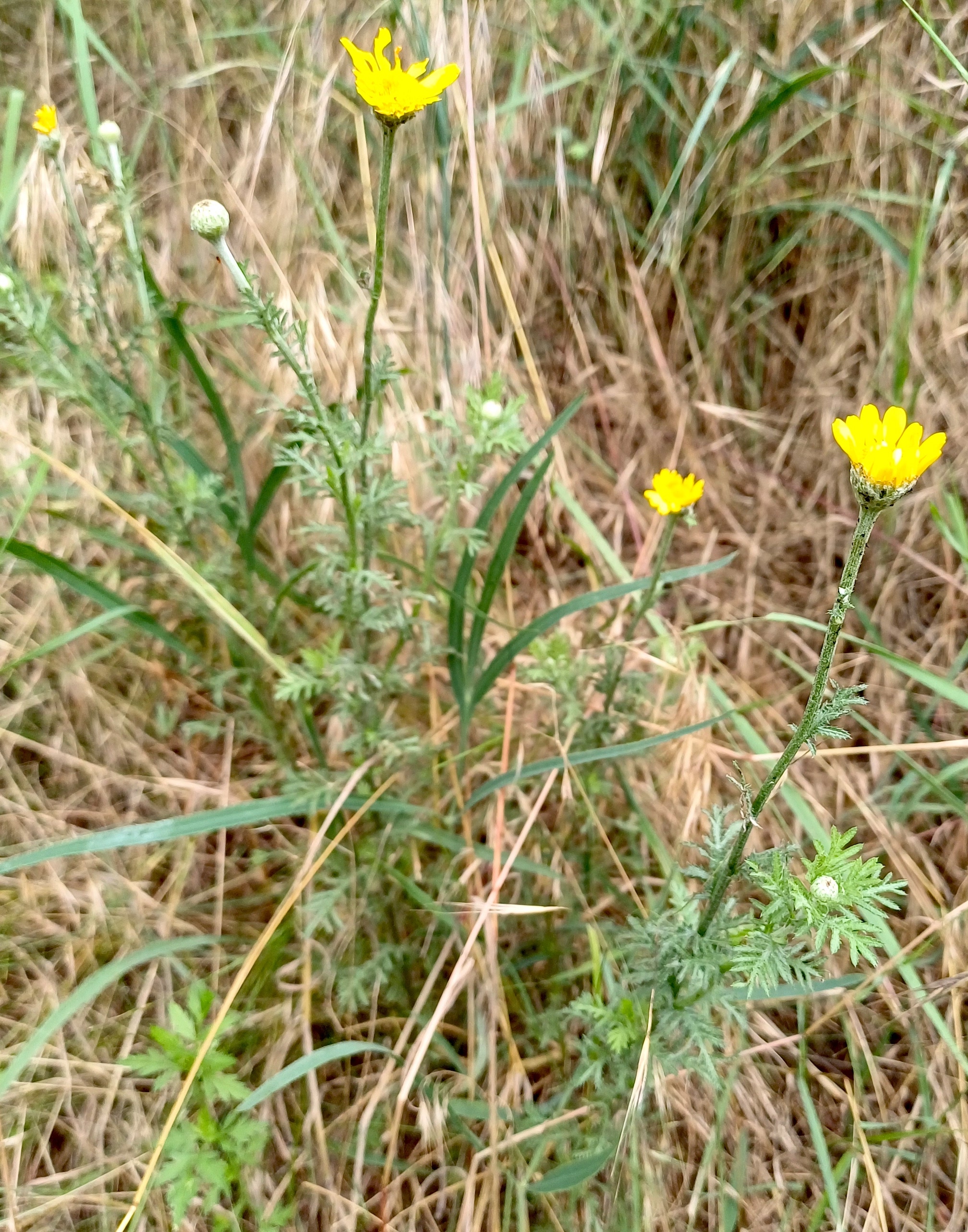anthemis tinctoria hundsrücken gallbrunn 20240606_102115.jpg
