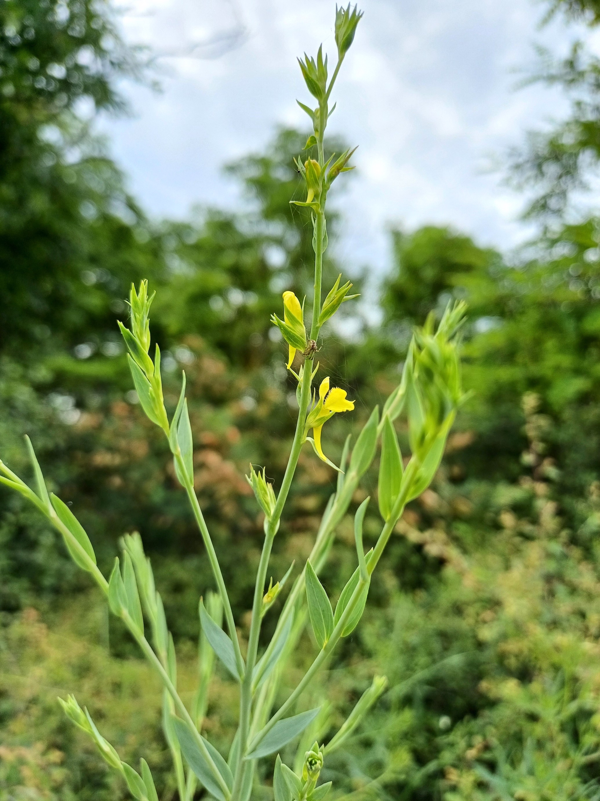 linaria genistifolia hundsrücken gallbrunn 20240606_100834.jpg