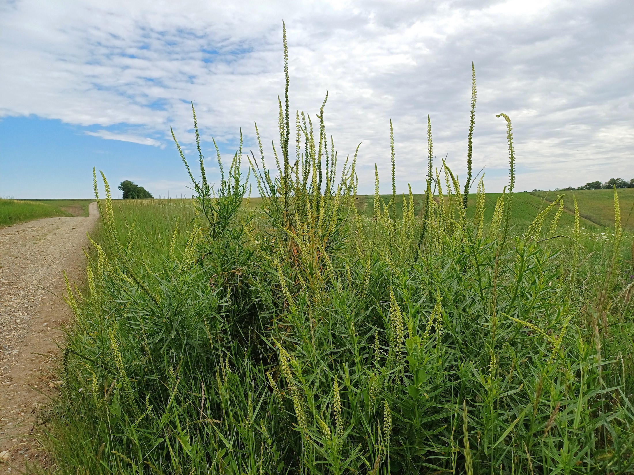 reseda luteola hundsrücken gallbrunn 20240606_095813.jpg