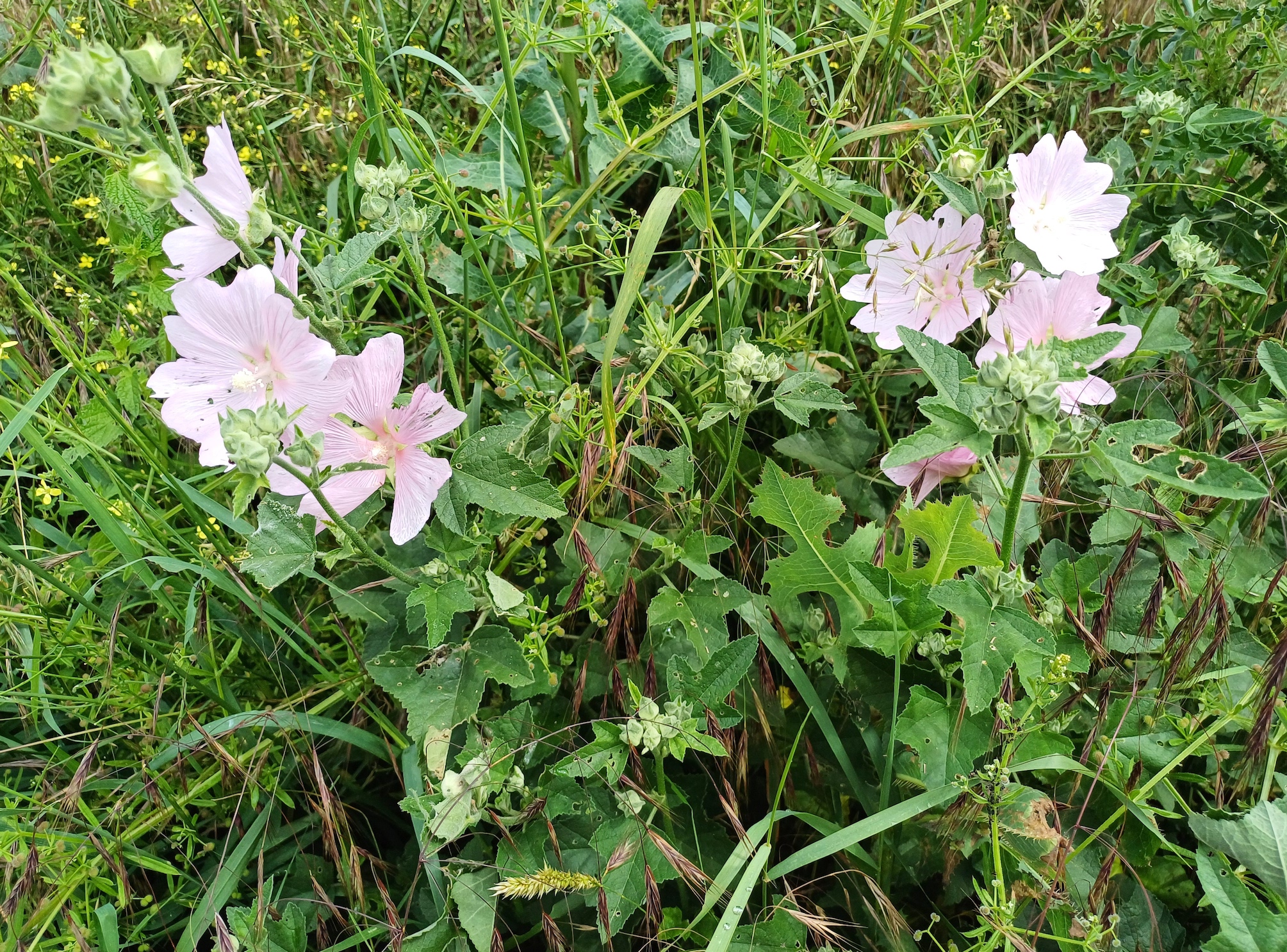 lavatera thuringiaca hundsrücken gallbrunn 20240606_105606.jpg