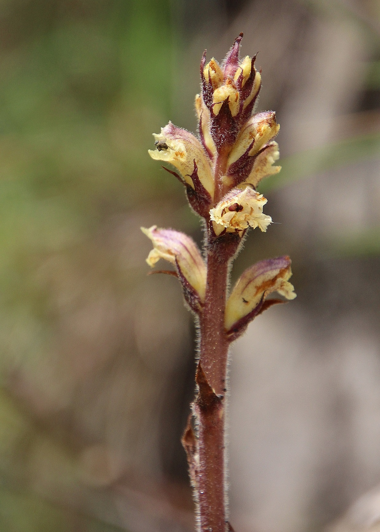 Gemeindealpe - 24062024 - (466) - Vorderötscher bis Schleierfall.JPG