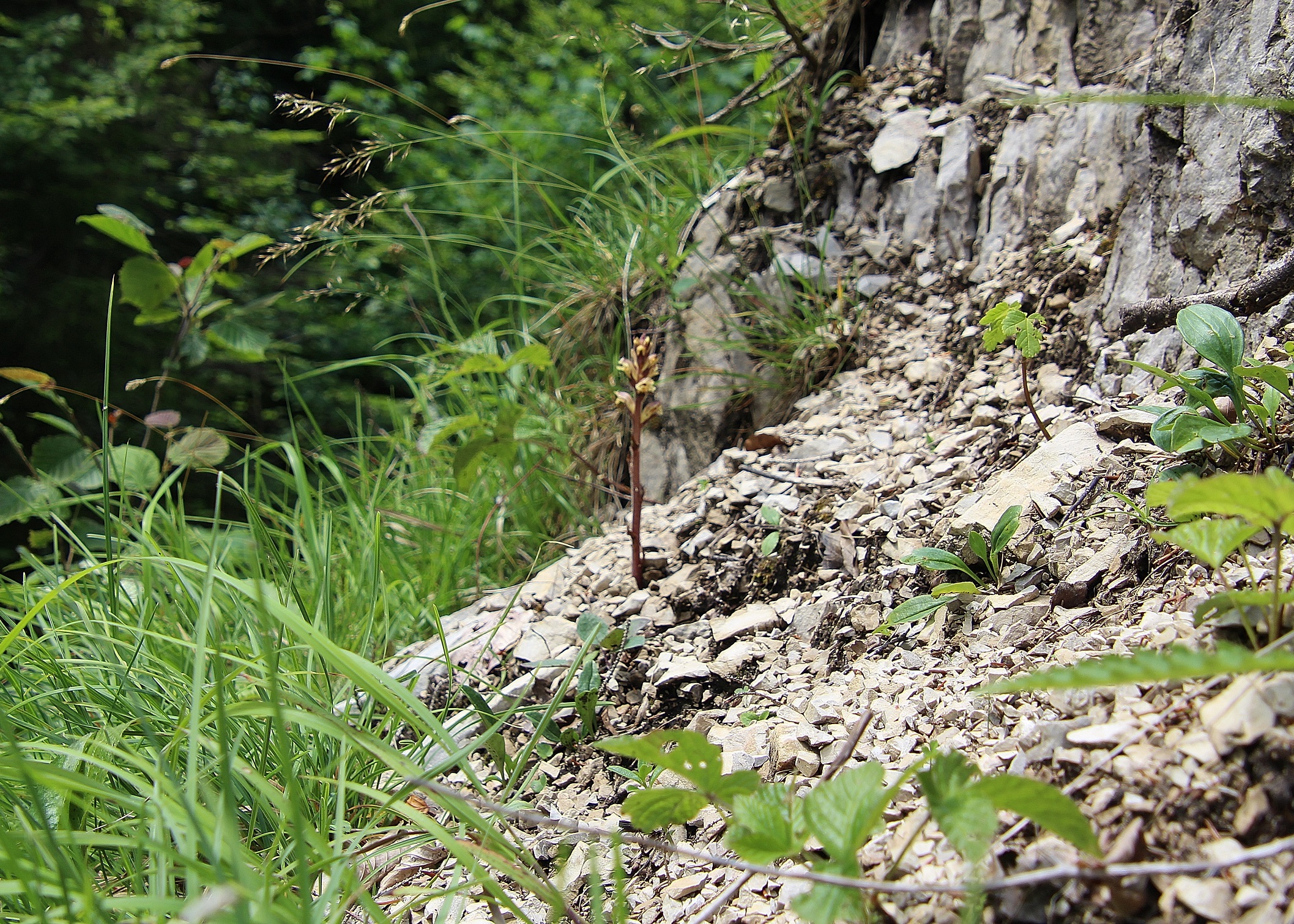 Gemeindealpe - 24062024 - (468) - Vorderötscher bis Schleierfall.JPG