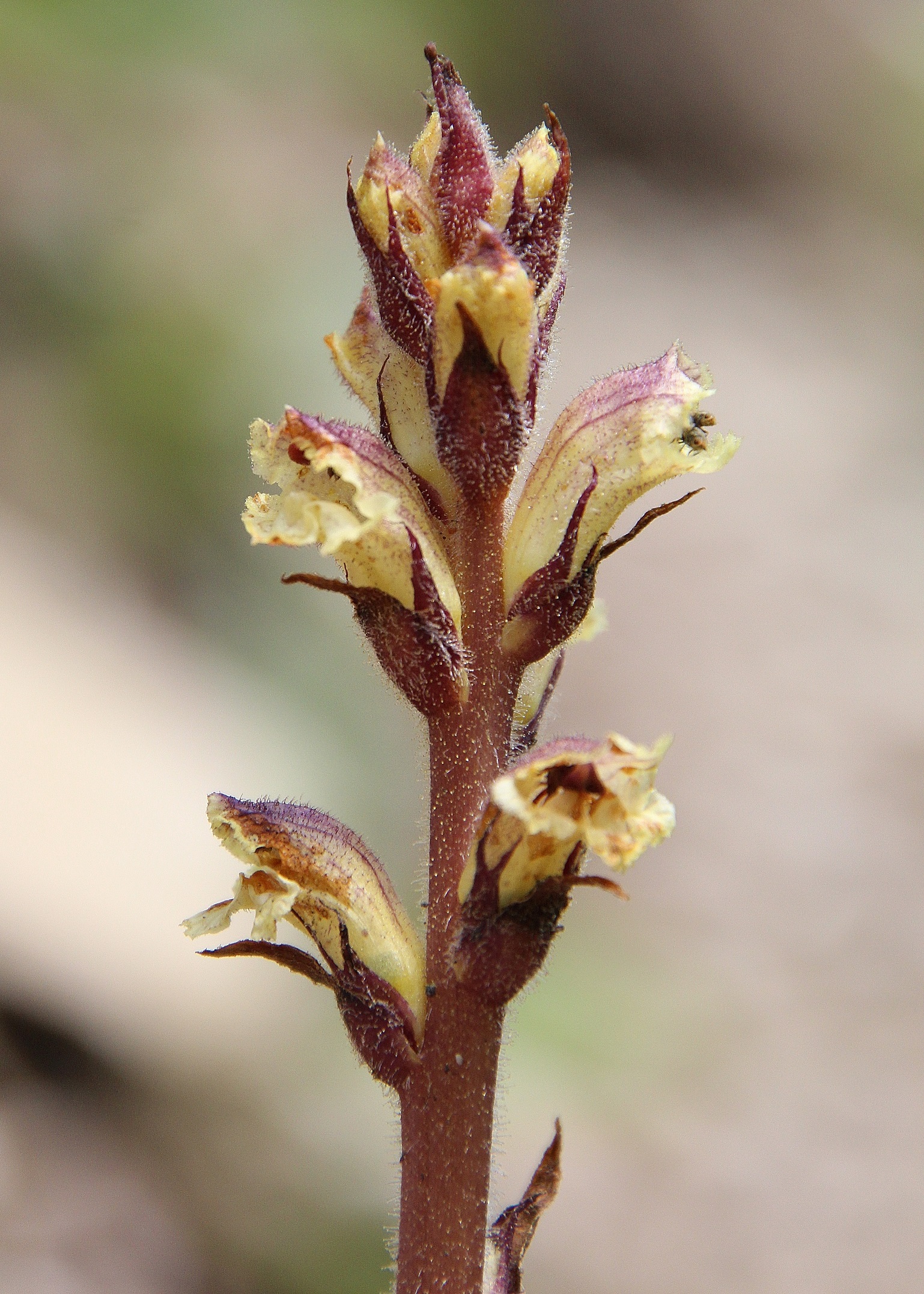 Gemeindealpe - 24062024 - (470) - Vorderötscher bis Schleierfall.JPG