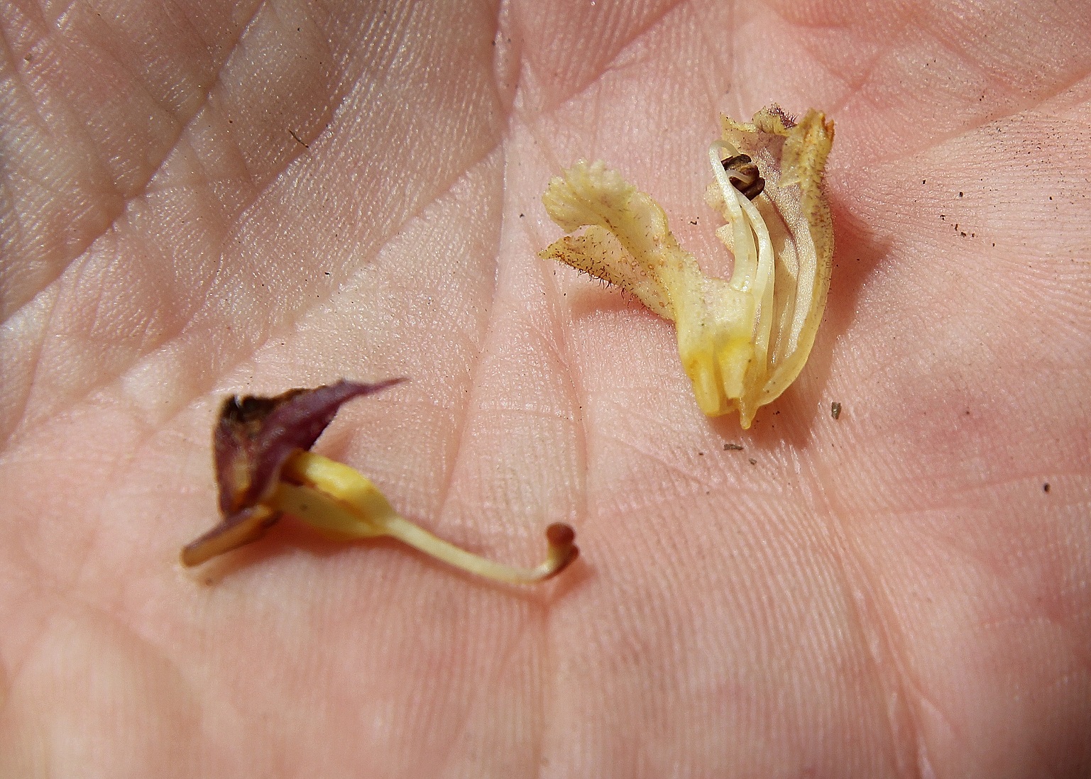 Gemeindealpe - 24062024 - (474) - Vorderötscher bis Schleierfall.JPG