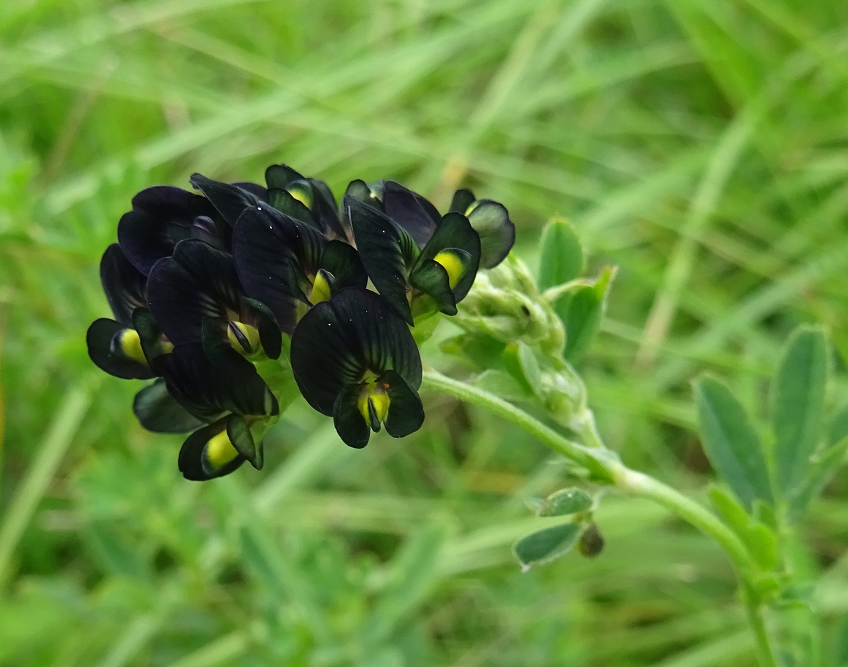 2024-06-07 DSC09999,2 (10).JPG