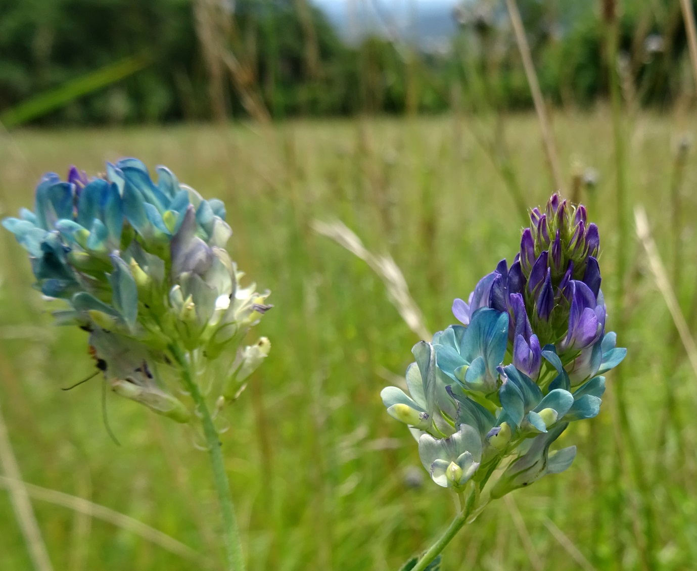 2024-06-25 DSC05688.JPG