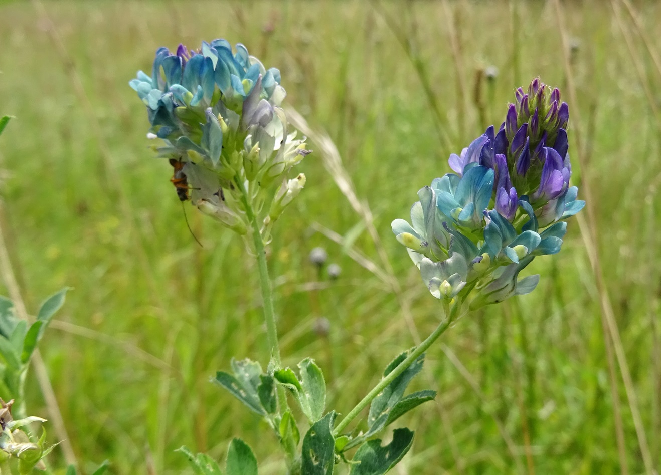 2024-06-25 DSC05696.JPG