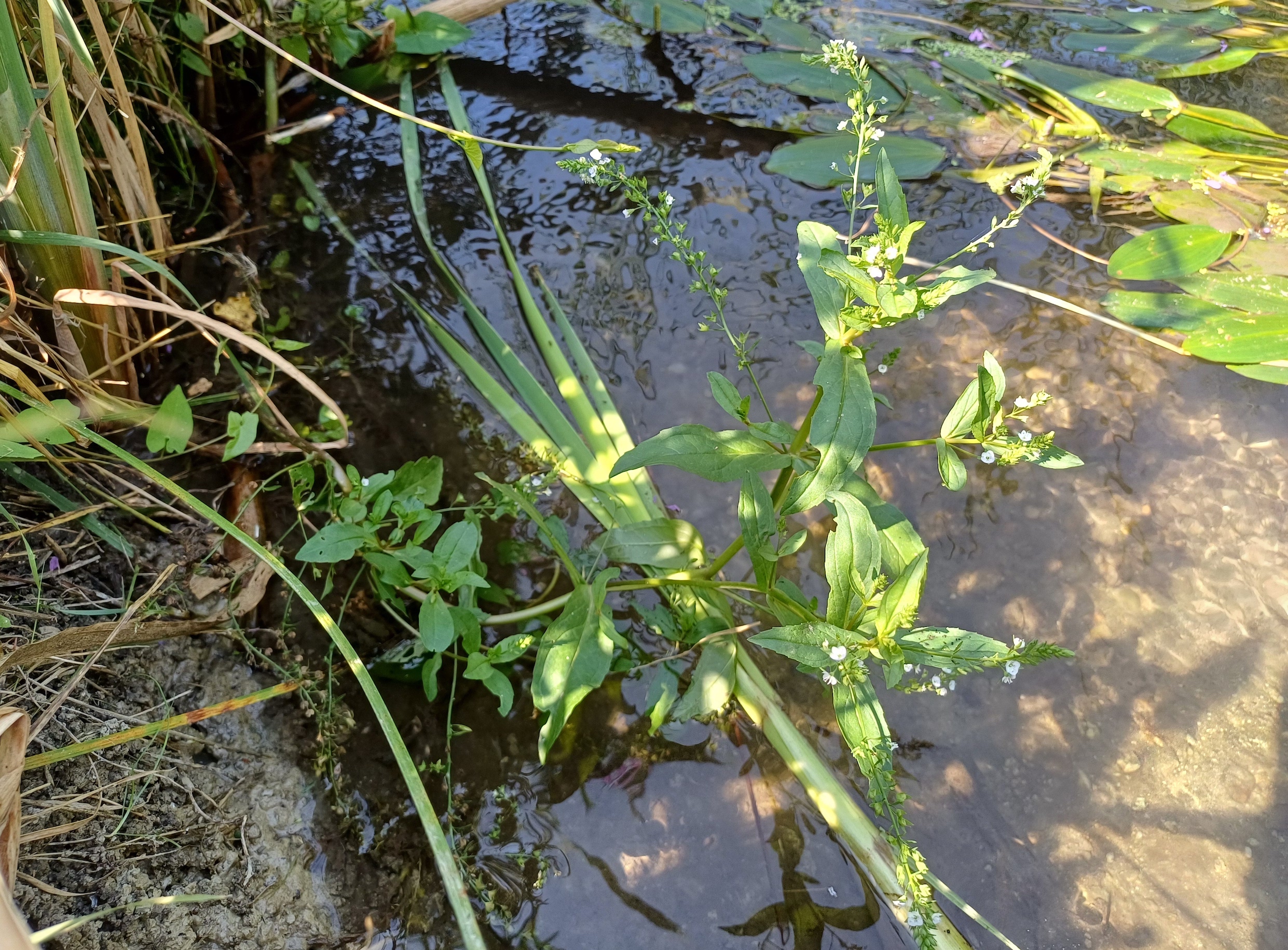 veronica cf. catenata × anagallis-aquatica stempfelbach E untersiebenbrunn 20240710_103248.jpg