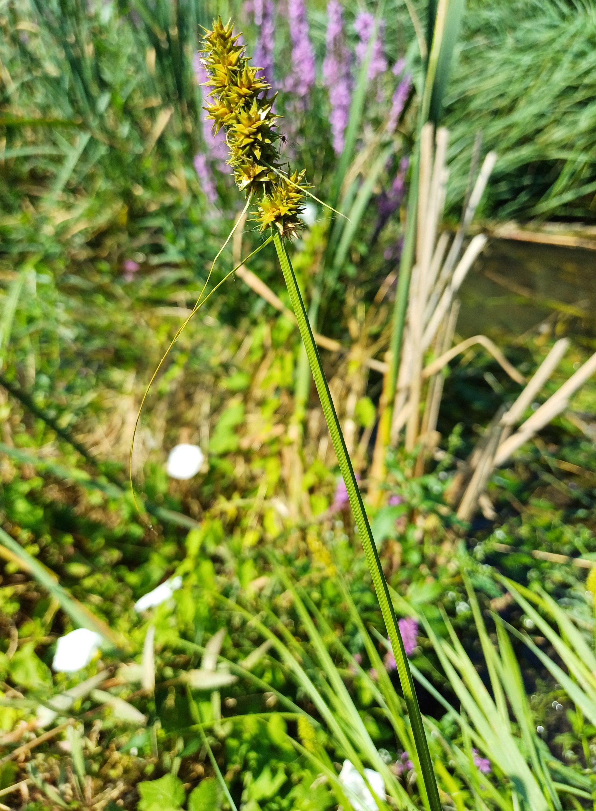 carex otrubae stempfelbach E untersiebenbrunn 20240710_103104.jpg
