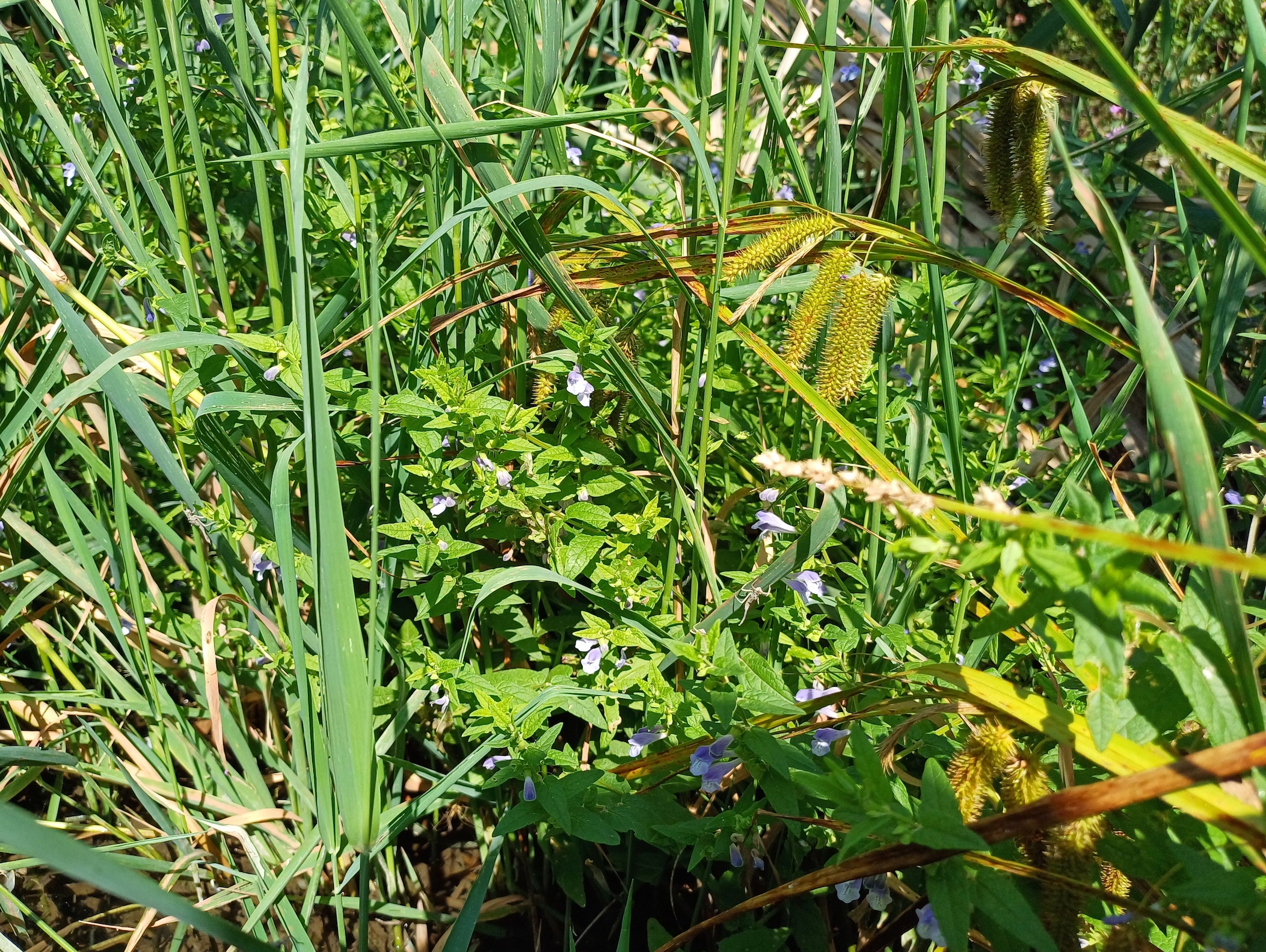 carex pseudocyperus und scutellaria galericulata stempfelbach E untersiebenbrunn 20240710_101756.jpg