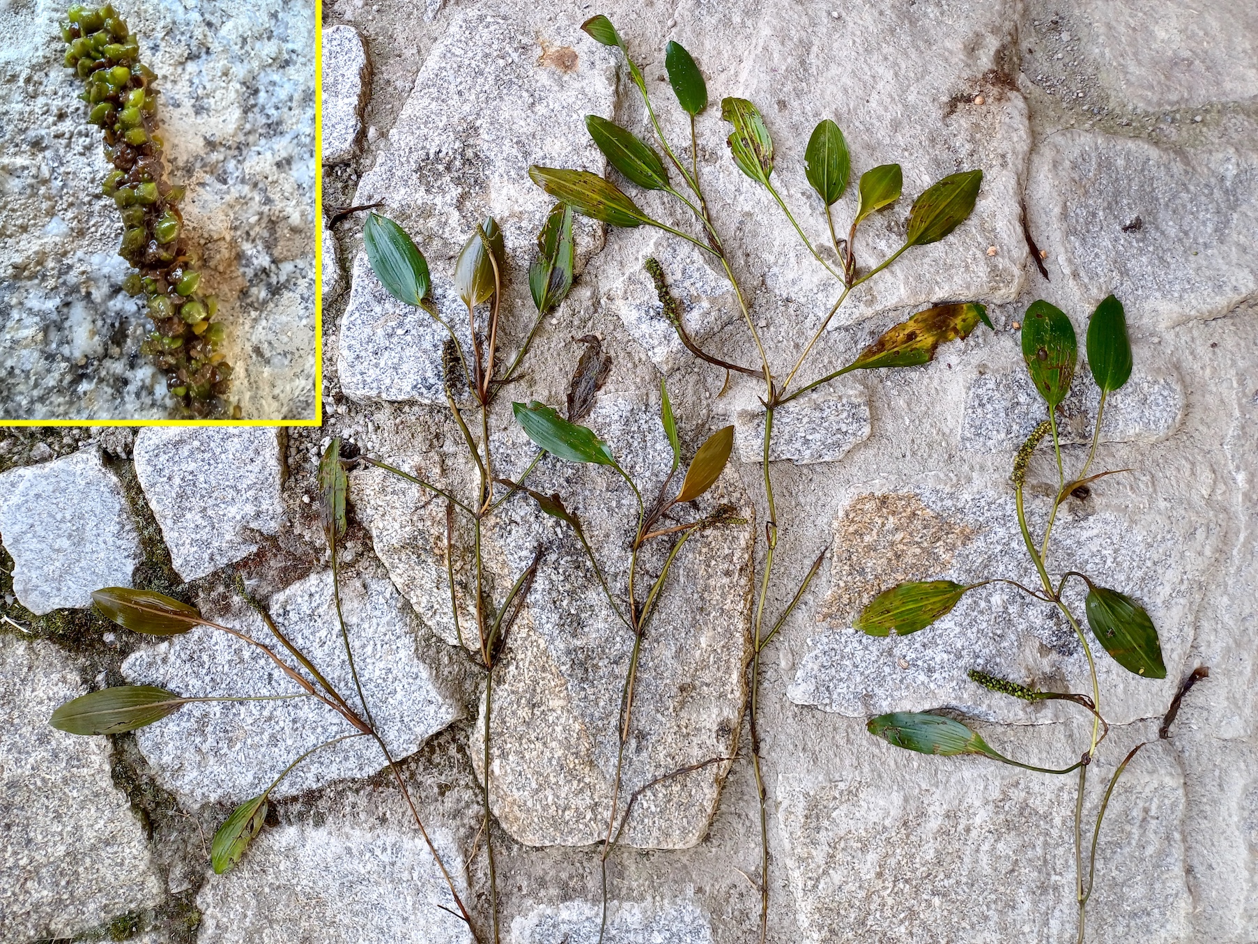 potamogeton nodosus stempfelbach E untersiebenbrunn 20240710_101110.jpg