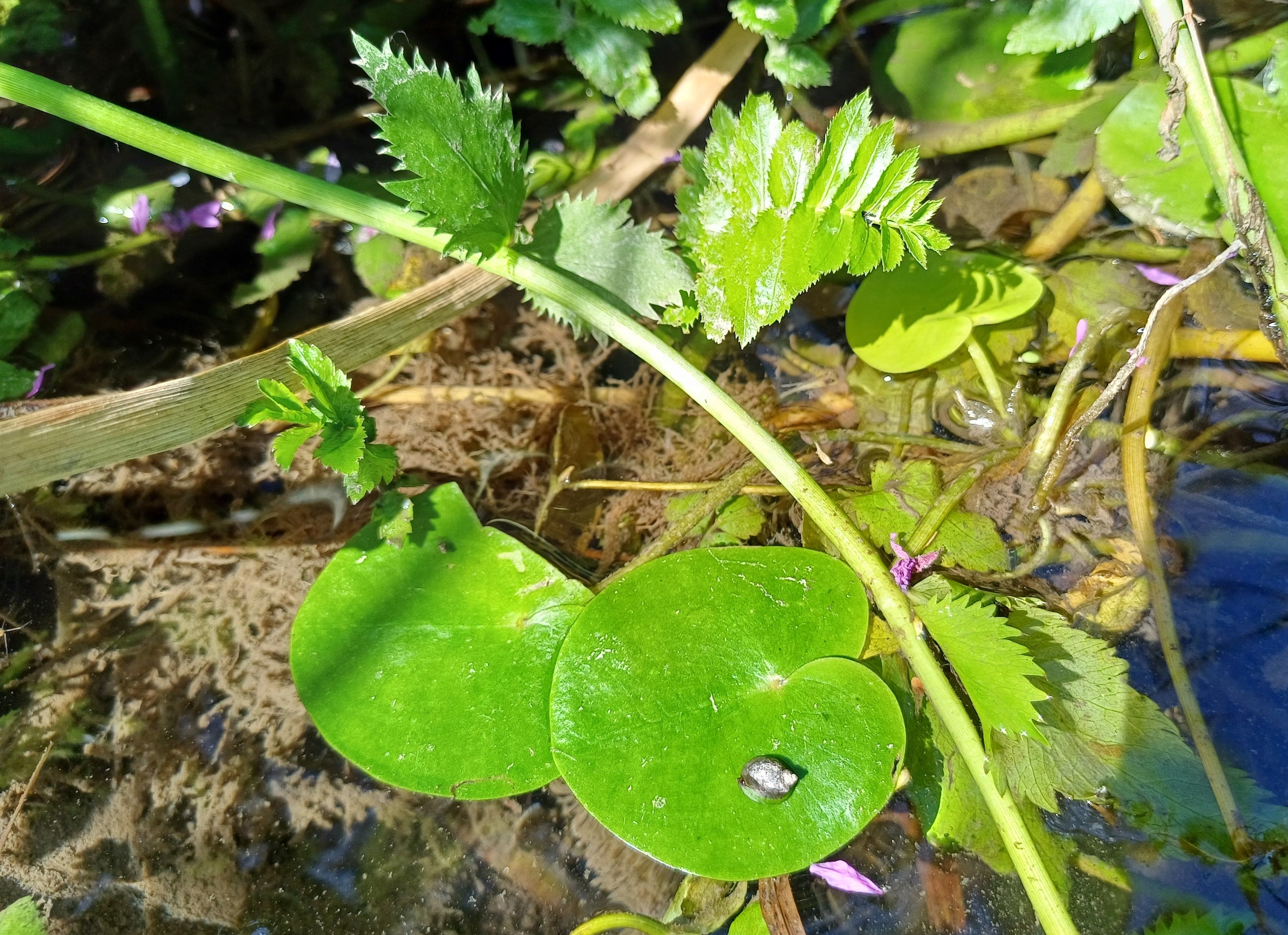 hydrocharis morsus-ranae stempfelbach E untersiebenbrunn 20240710_095526.jpg