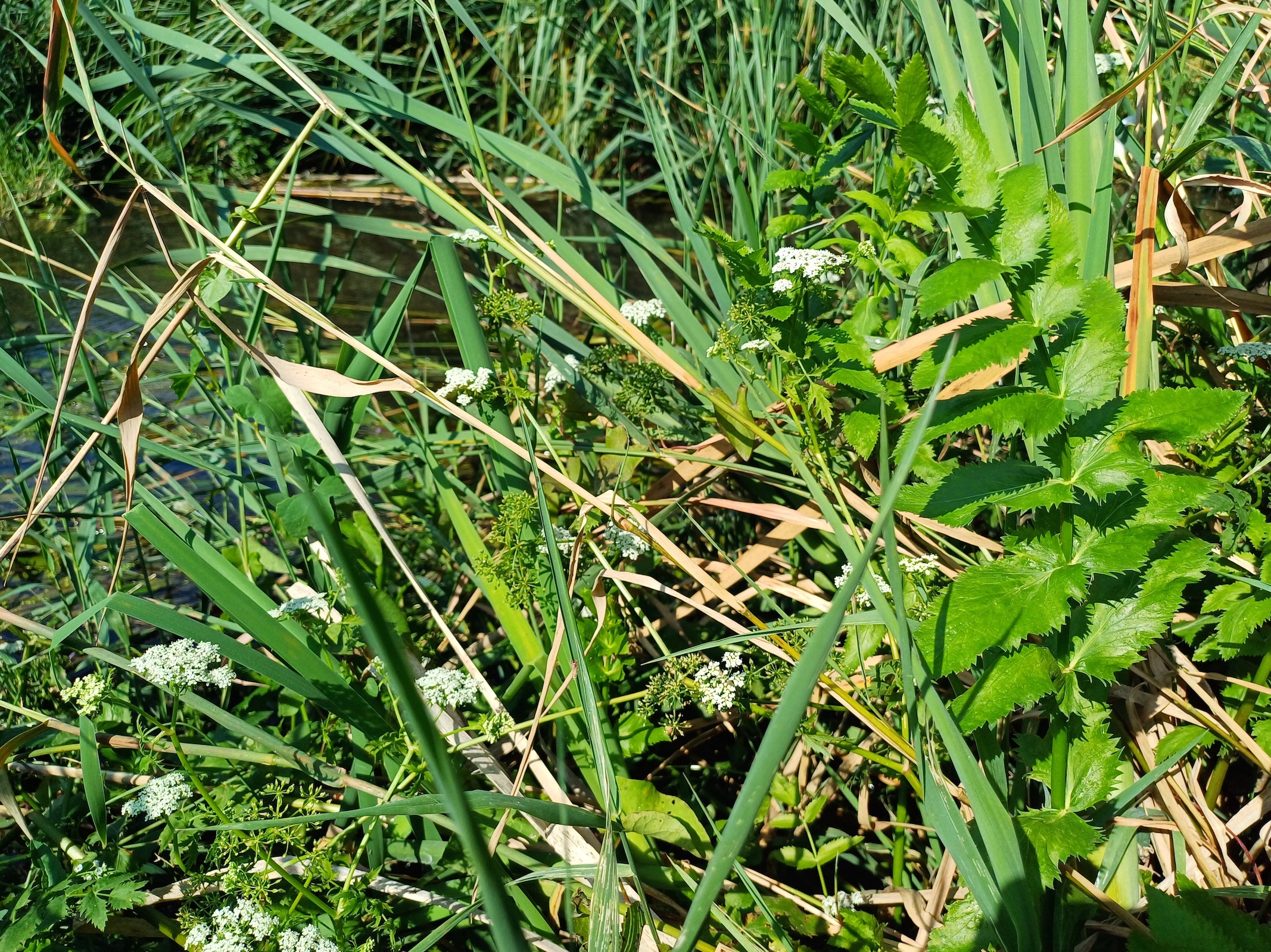 berula erecta stempfelbach E untersiebenbrunn 20240710_095449.jpg