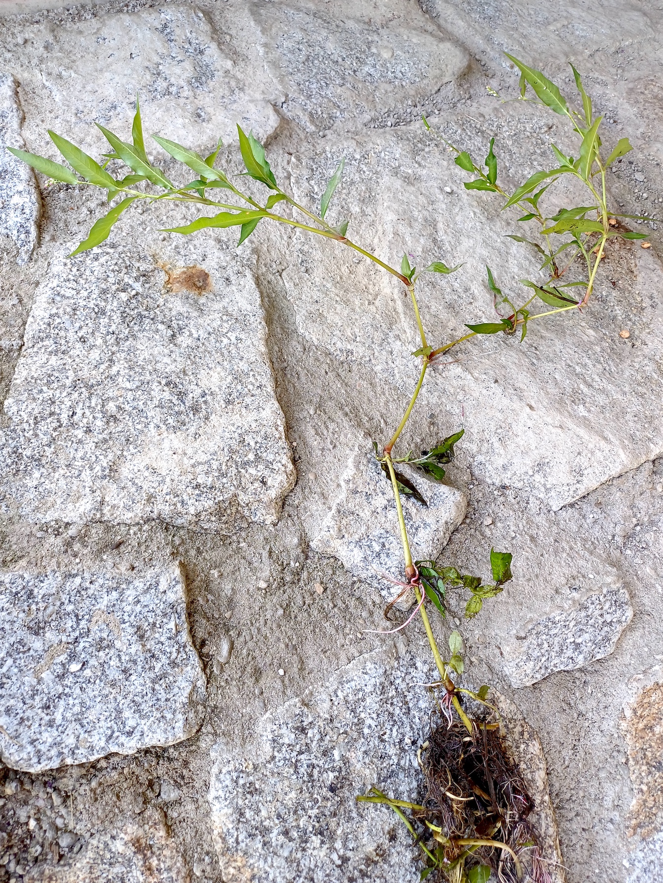 persicaria dubia stempfelbach E untersiebenbrunn 20240710_095304.jpg
