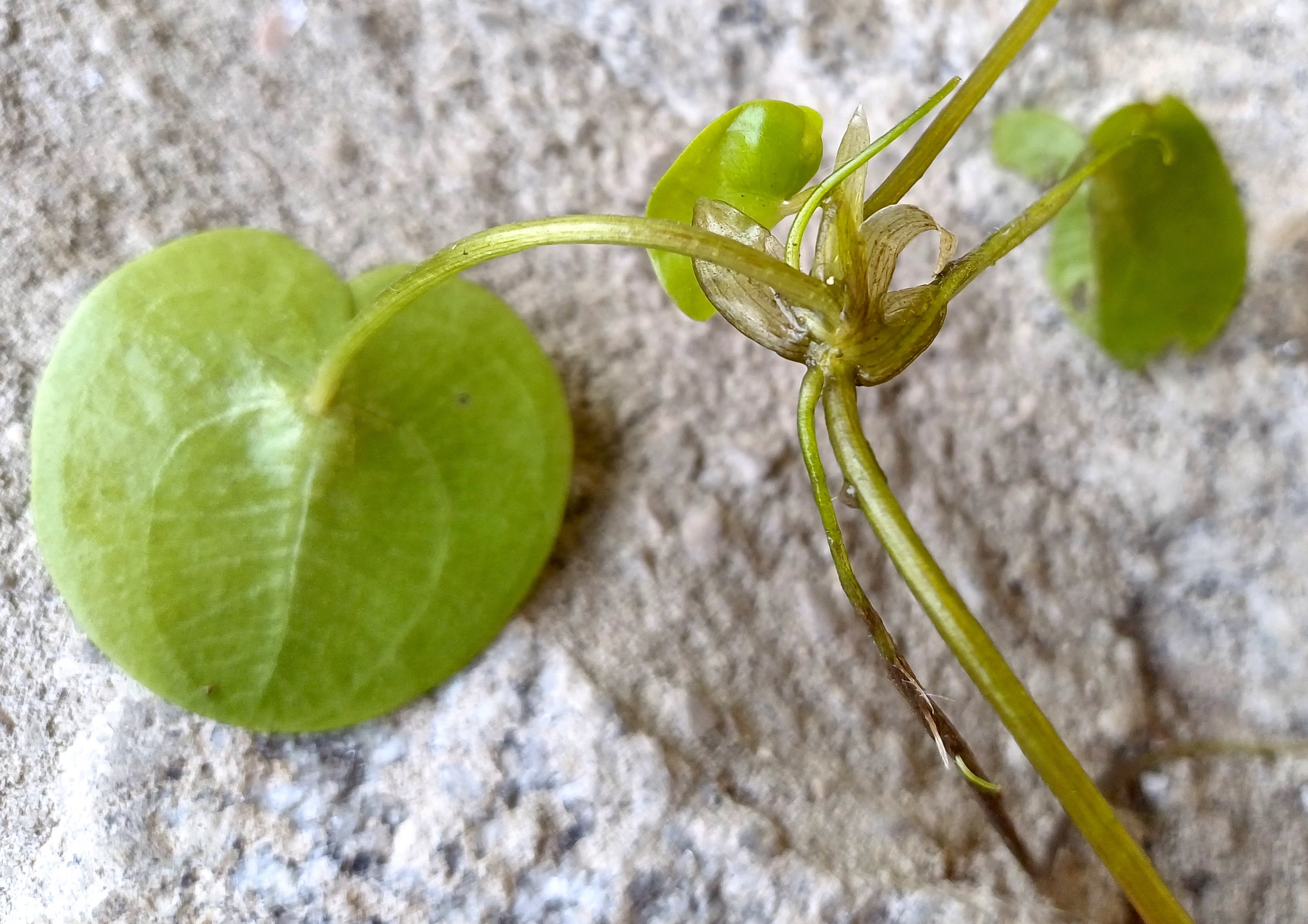 hydrocharis morsus-ranae stempfelbach E untersiebenbrunn 20240710_094620.jpg