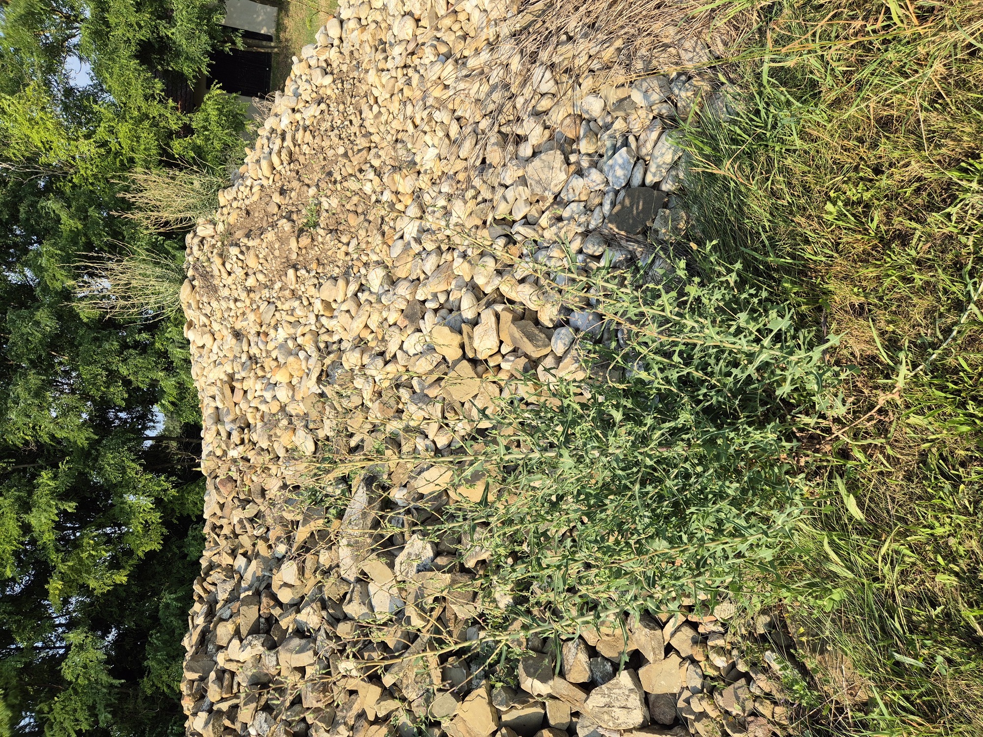 20240710_181831.jpg