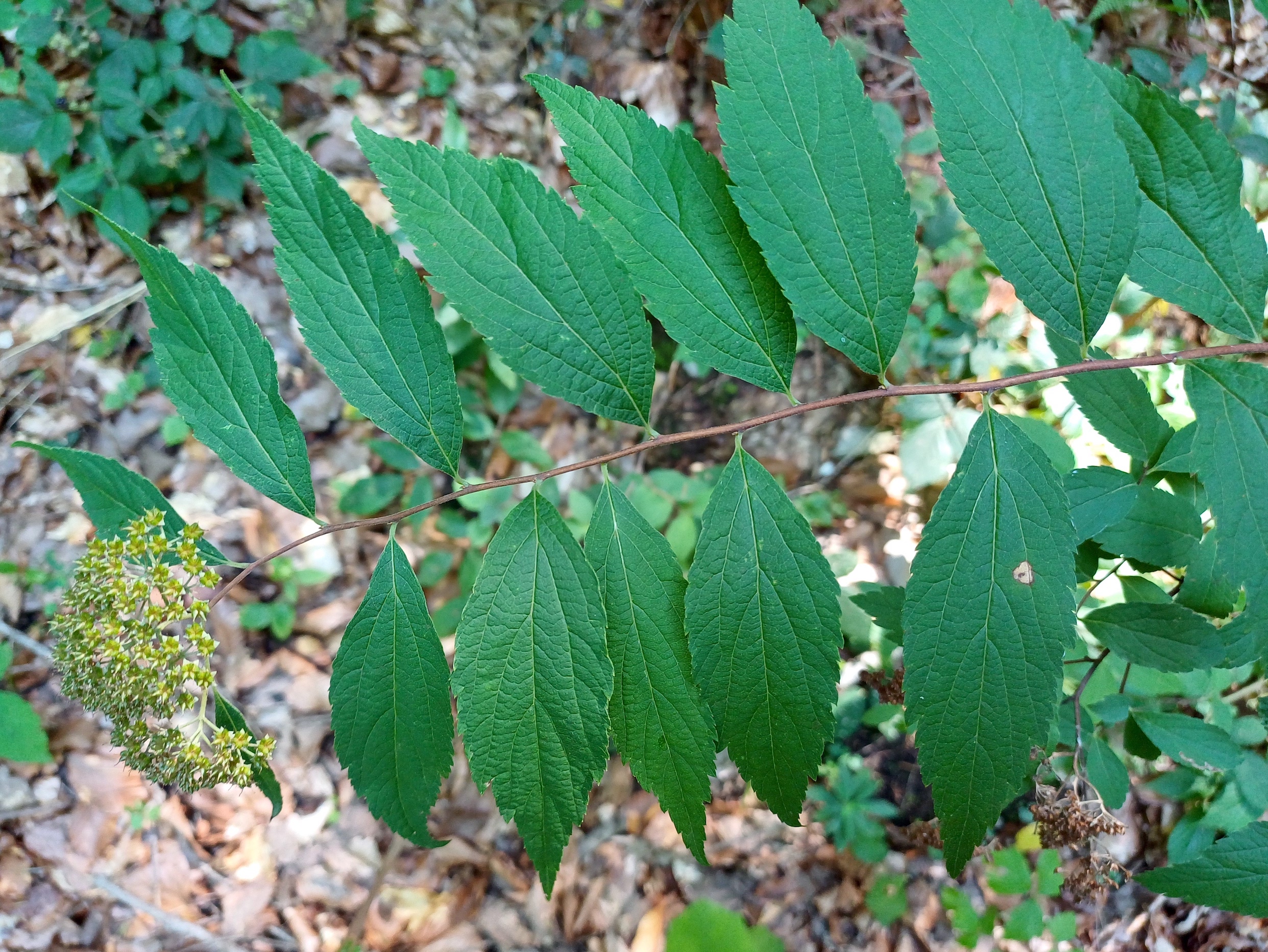 cf. spiraea japonica grasleiten rekawinkel 20240714_121957 2.jpg