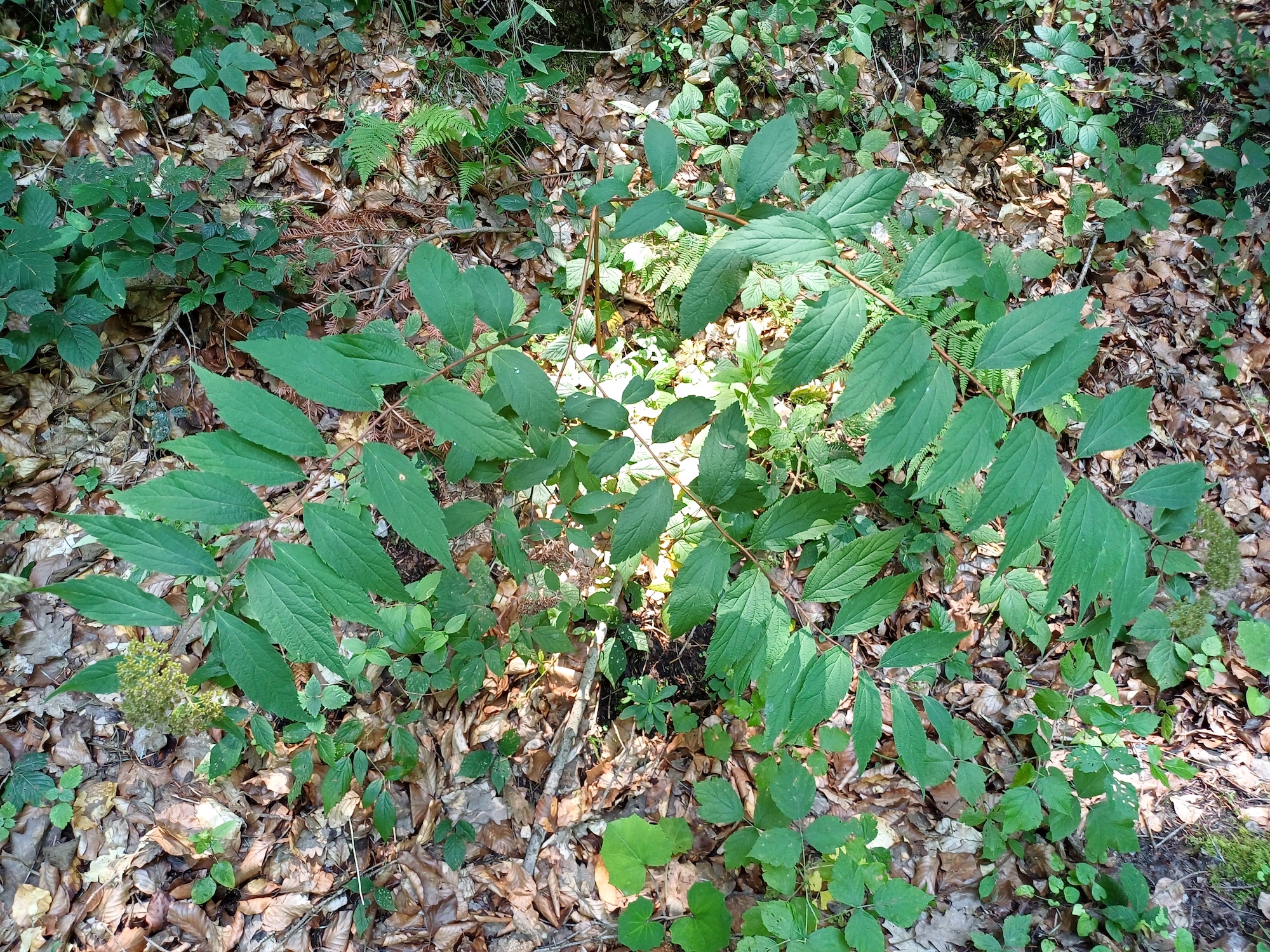 cf. spiraea japonica grasleiten rekawinkel 20240714_121952 2.jpg