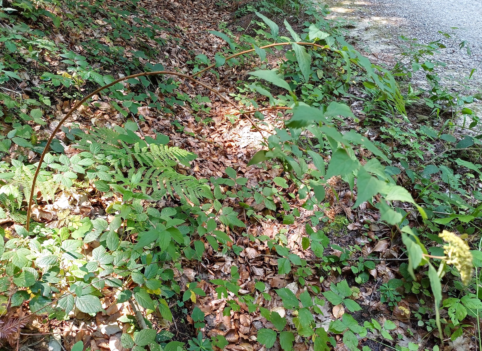 cf. spiraea japonica grasleiten rekawinkel 20240714_122019 2.jpg