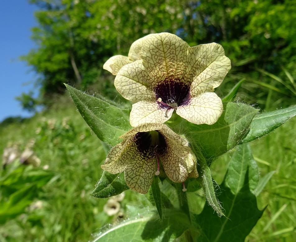 2024-05-09 DSC02337.JPG