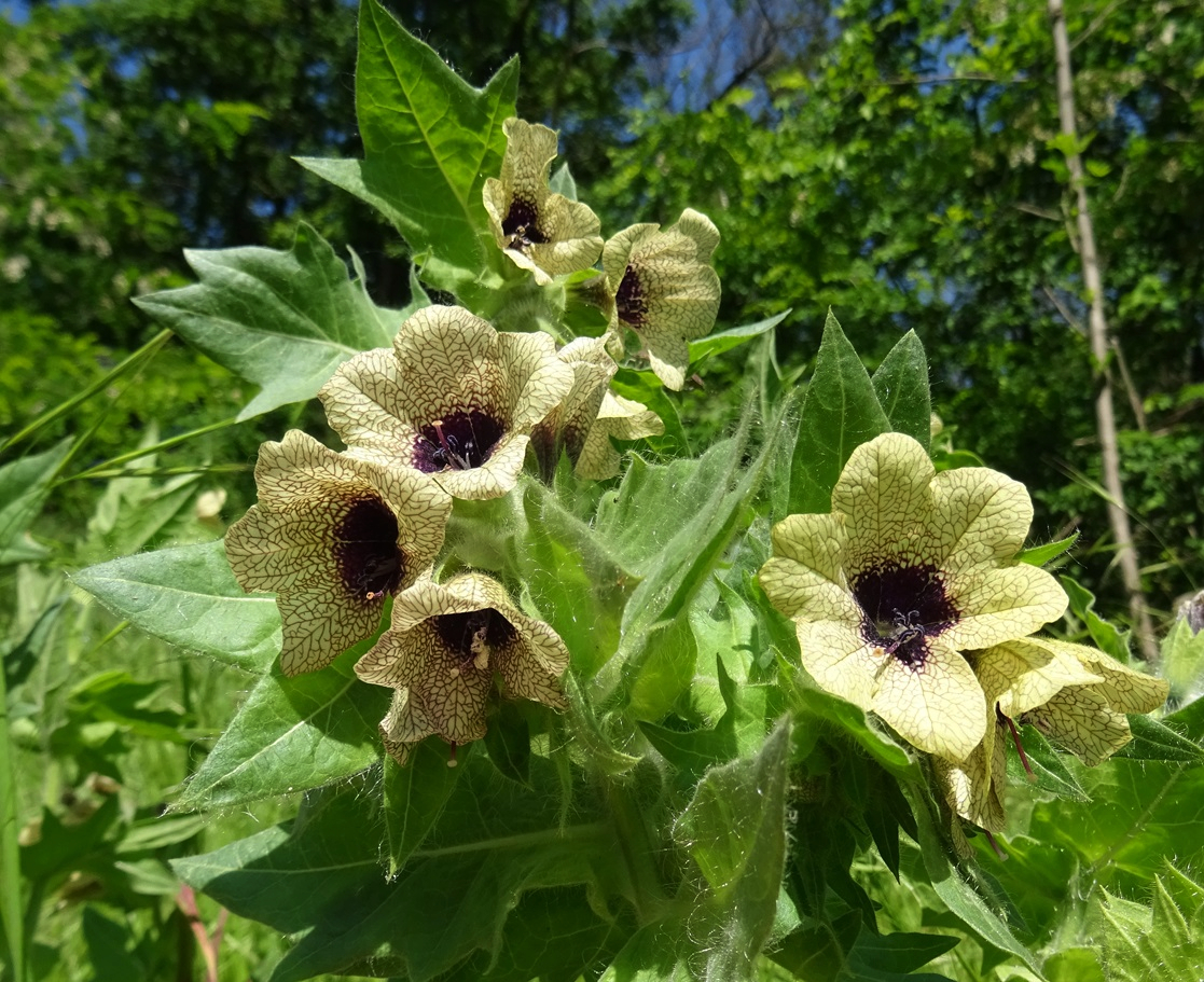 2024-05-09 DSC02370.JPG