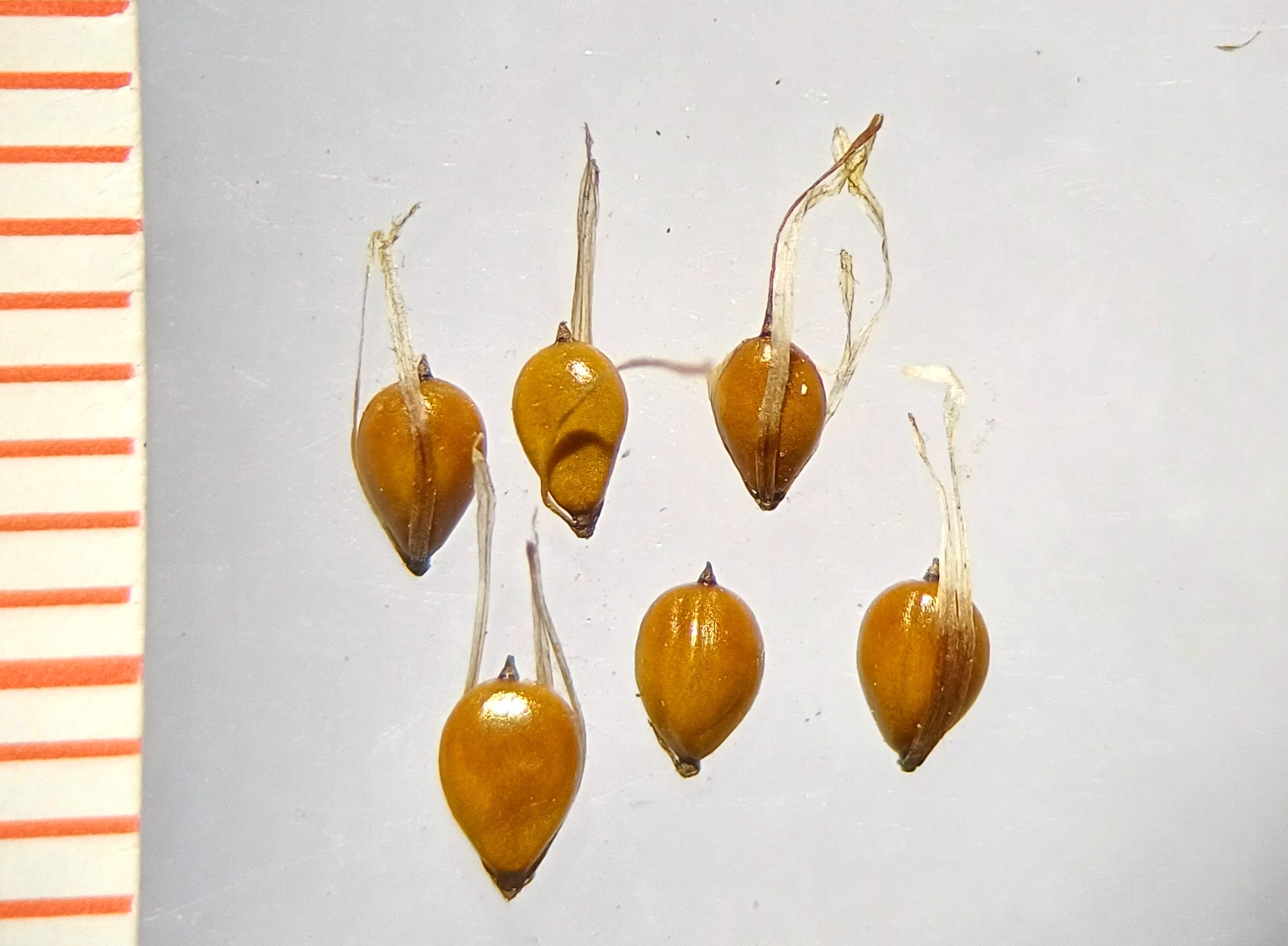 bolboschoenus cf. maritimus s. str. wilfleinsdorf 20240815_145757.jpg