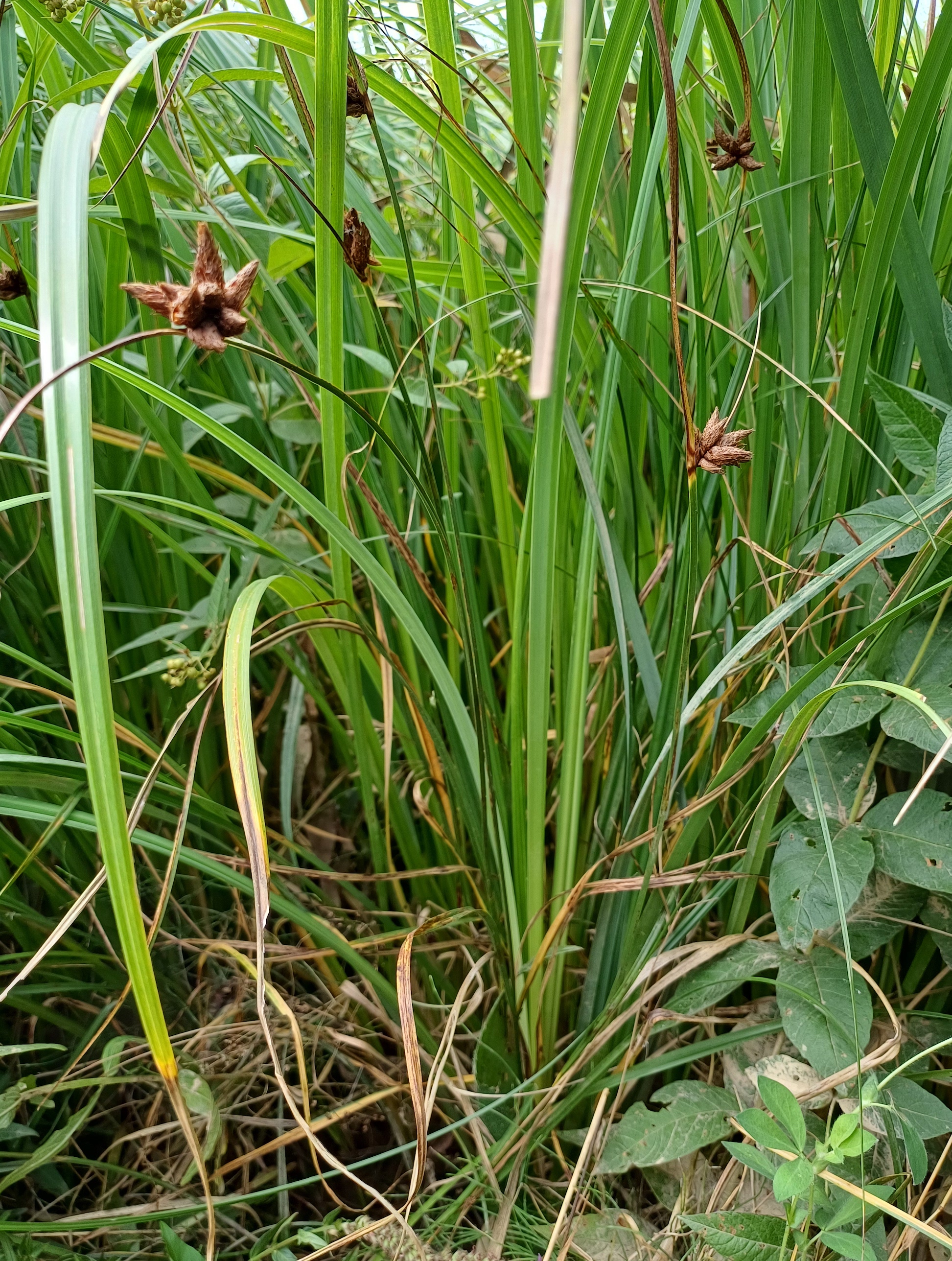 bolboschoenus cf. maritimus s. str. wilfleinsdorf 20240815_124841.jpg