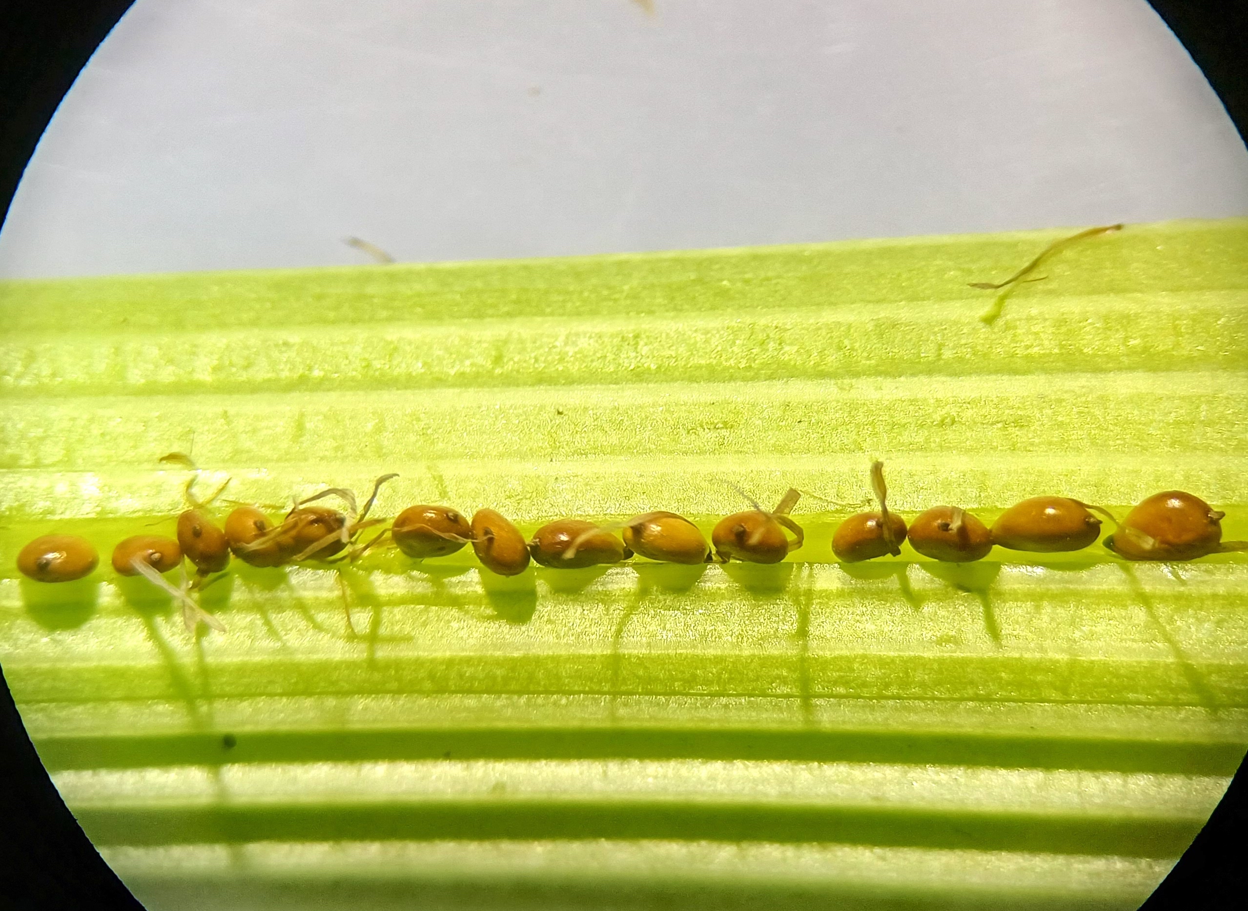 bolboschoenus cf. maritimus s. str. wilfleinsdorf 20240816_145433.jpg